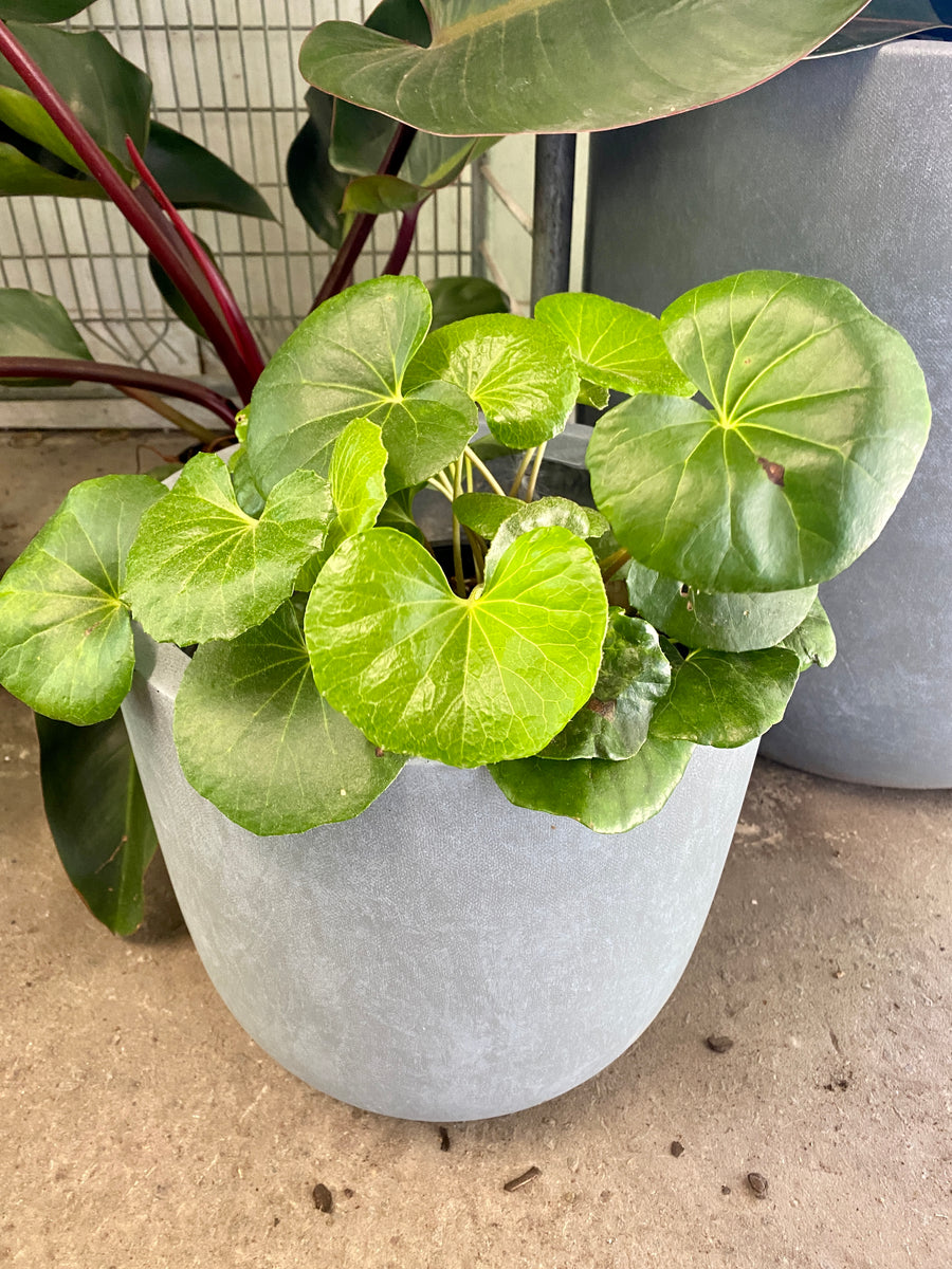 Ligularia reniformis Tractor Seat Plant Plant Culture