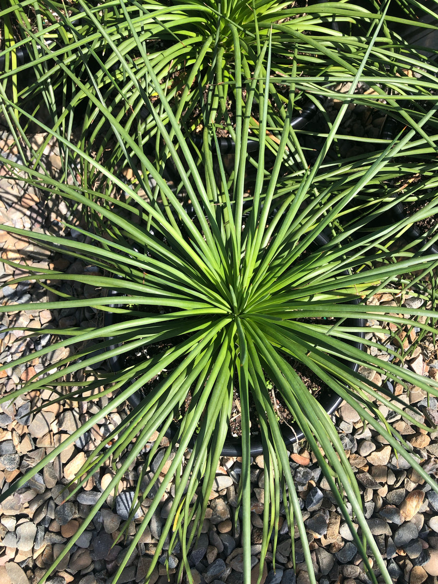 Agave Geminiflora - Twin Flowered Agave – Plant Culture