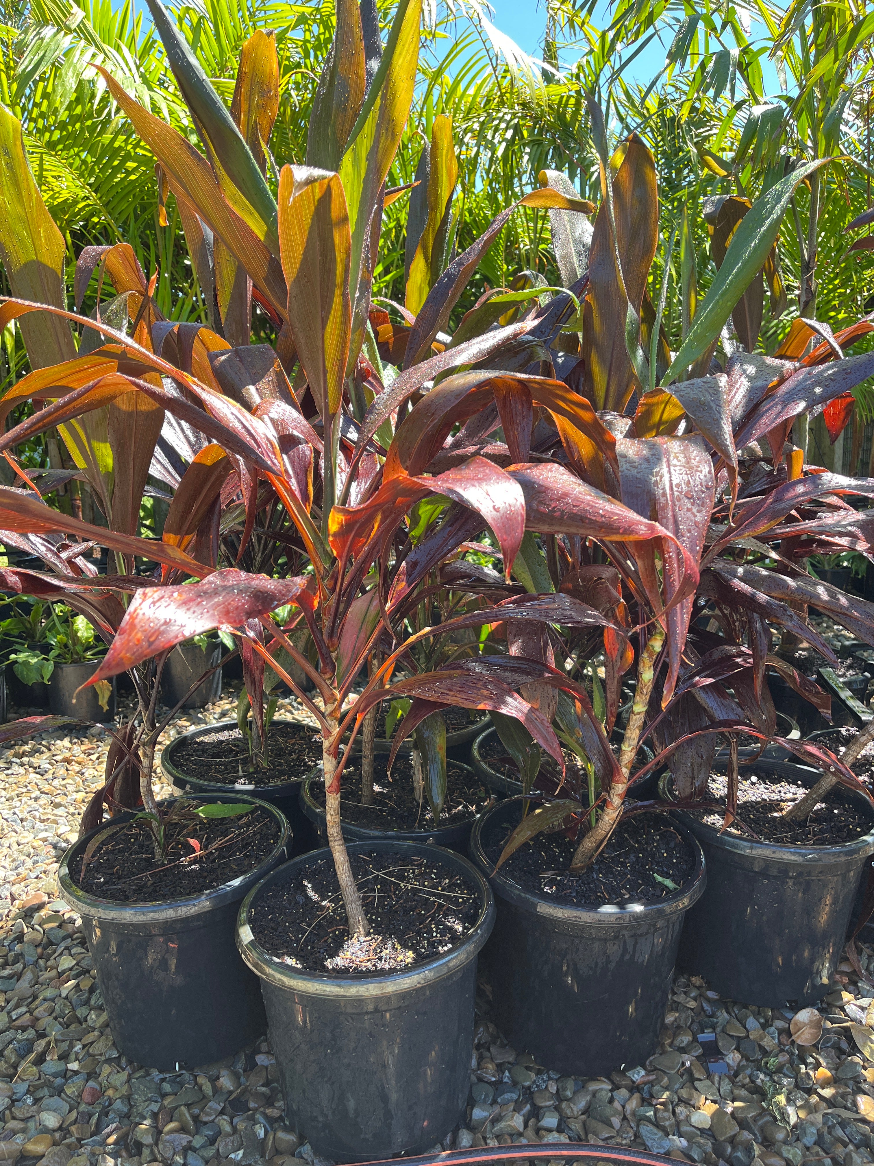 Cordyline fruticosa 'Negra' - Black Leaf Cordyline