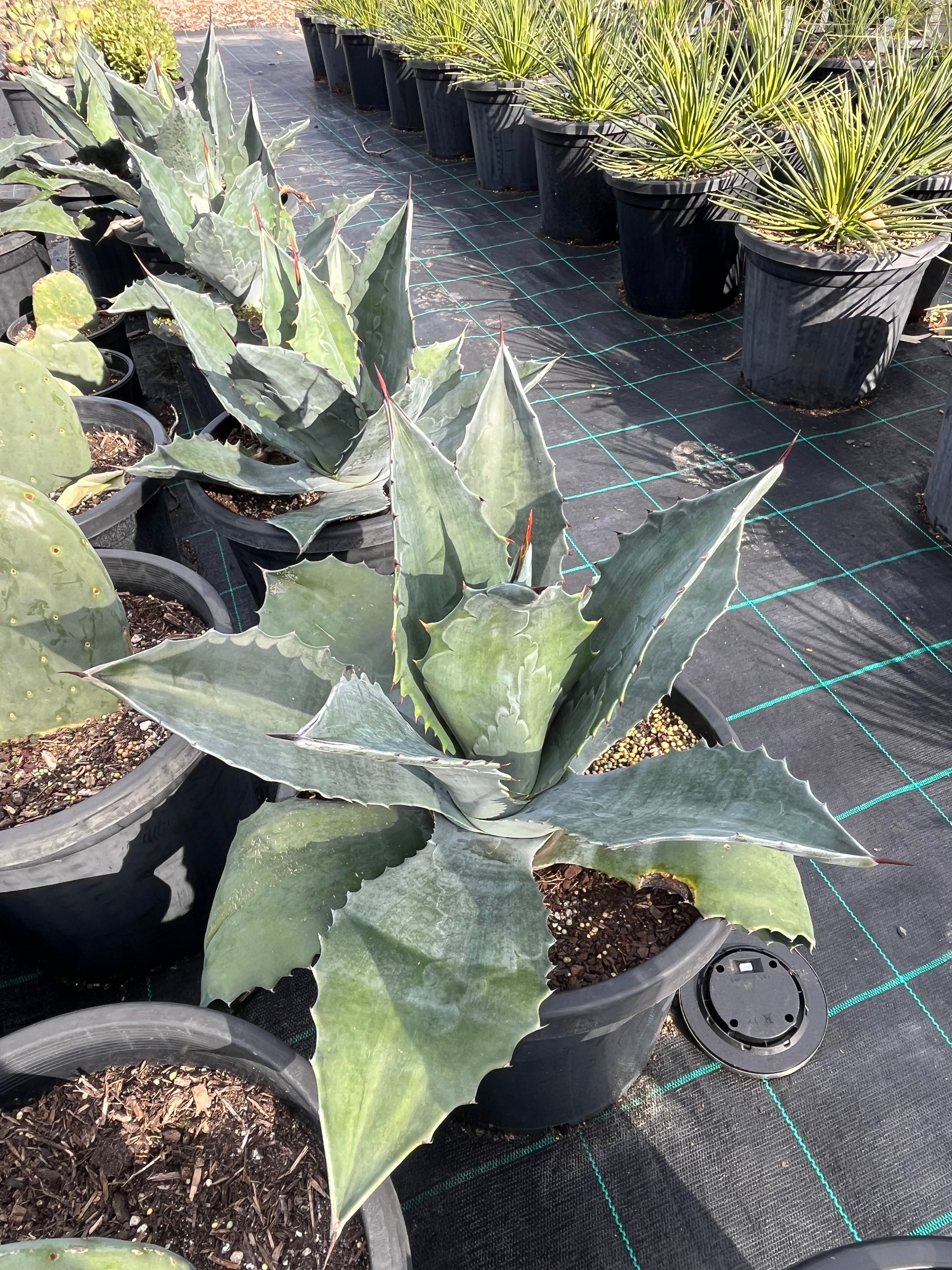 Agave americana - Century Plant