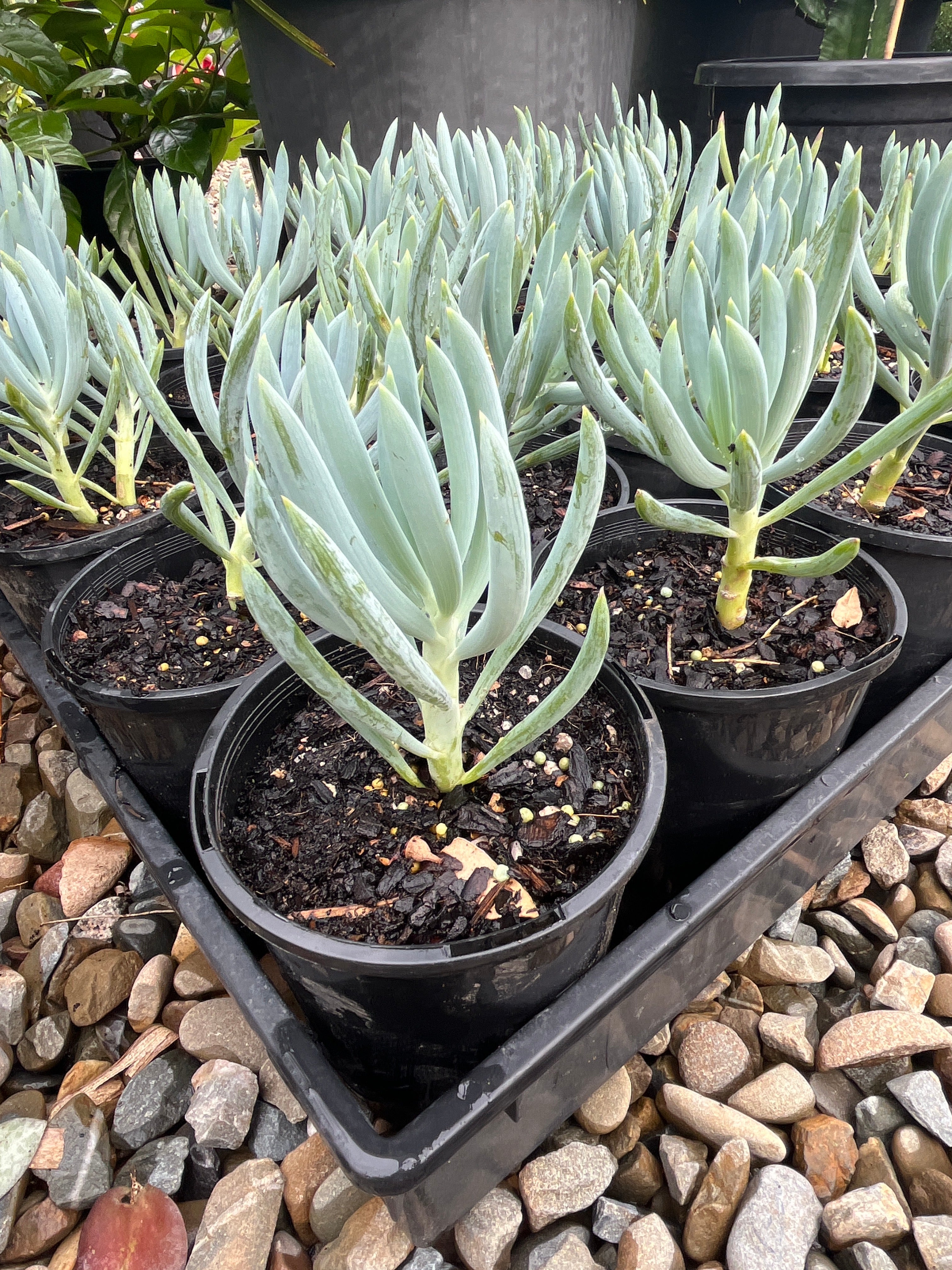 Senecio mandraliscae - Chalk Sticks