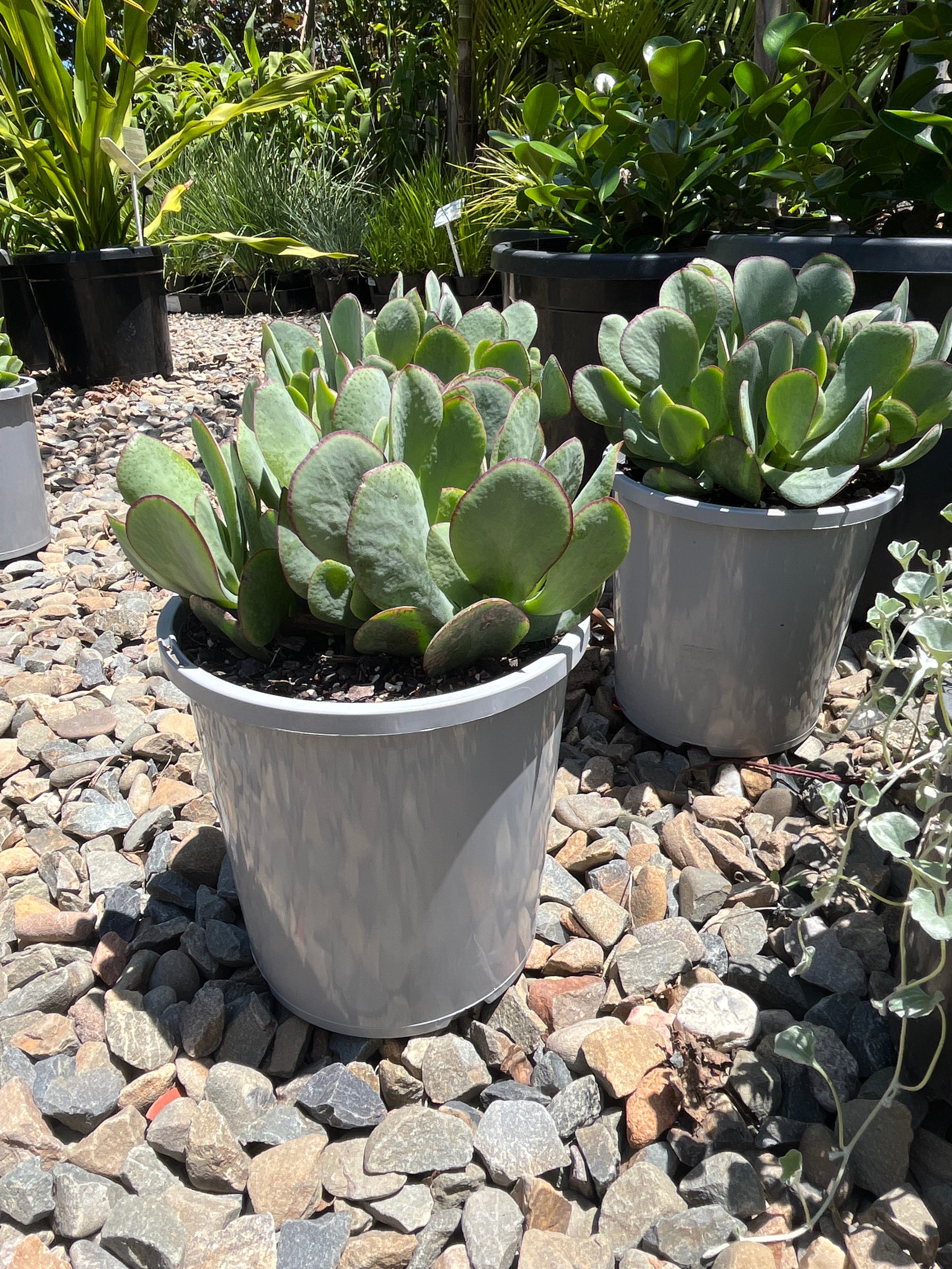 blue bird jade plant Crassula arborescens