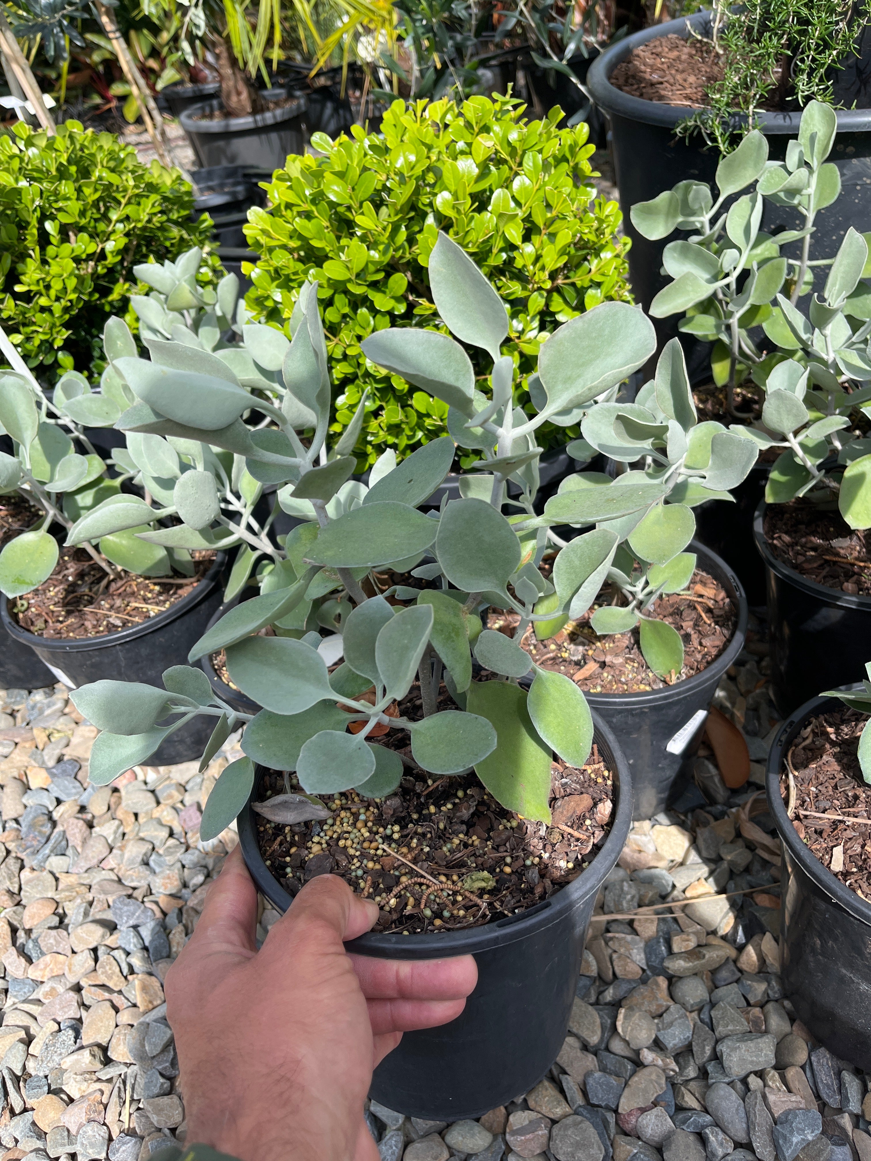 Kalanchoe hildebrandtii - Silver Spoons