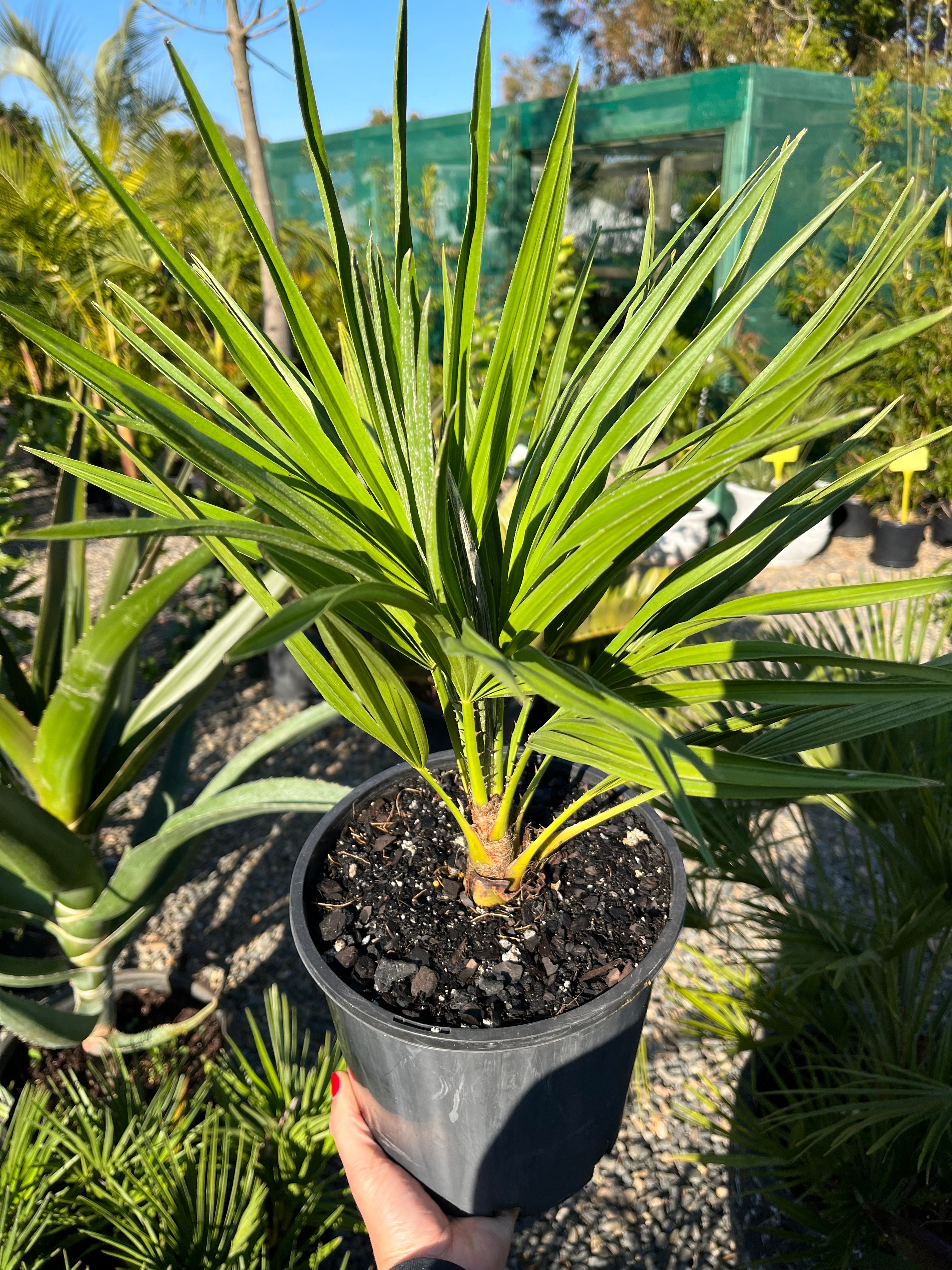 Chamaerops humilis - European Fan Palm