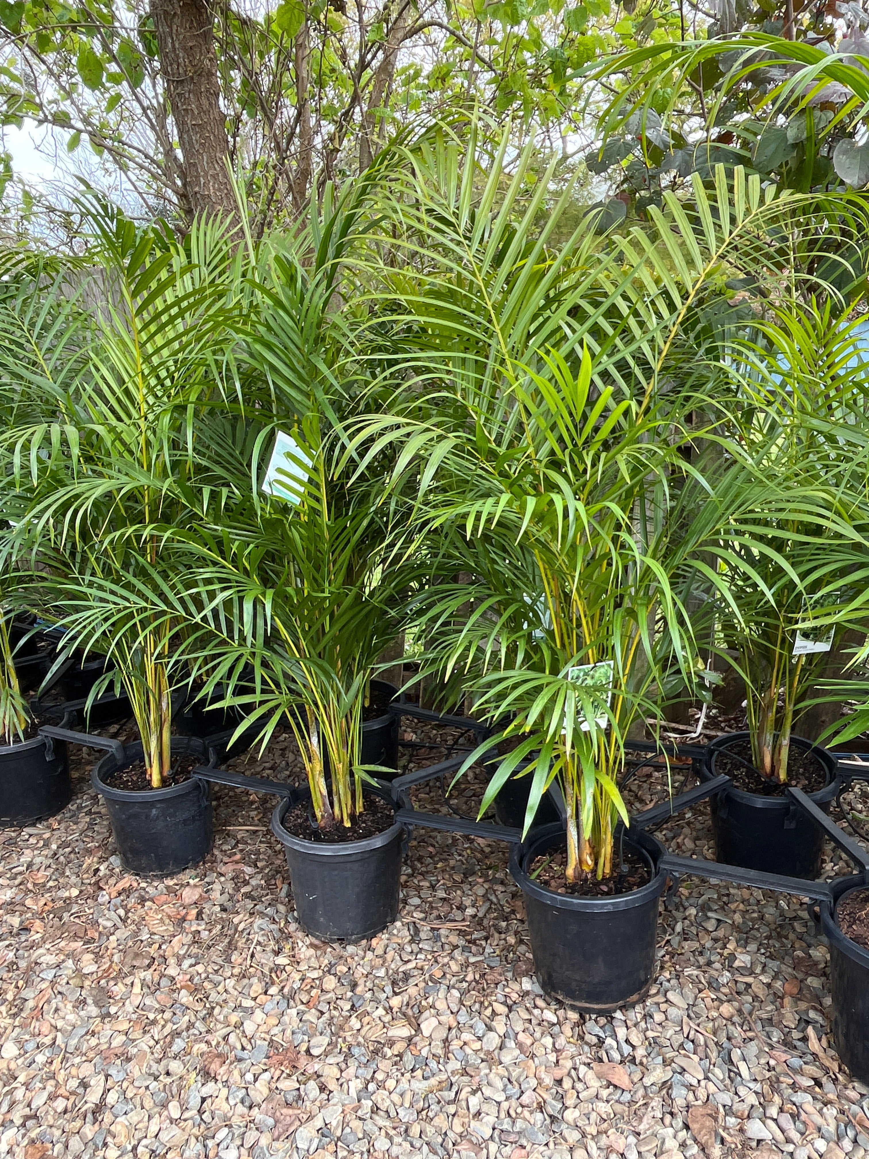 Dypsis lutescens - Golden Cane Palm