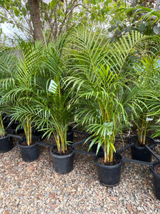 Dypsis lutescens - Golden Cane Palm