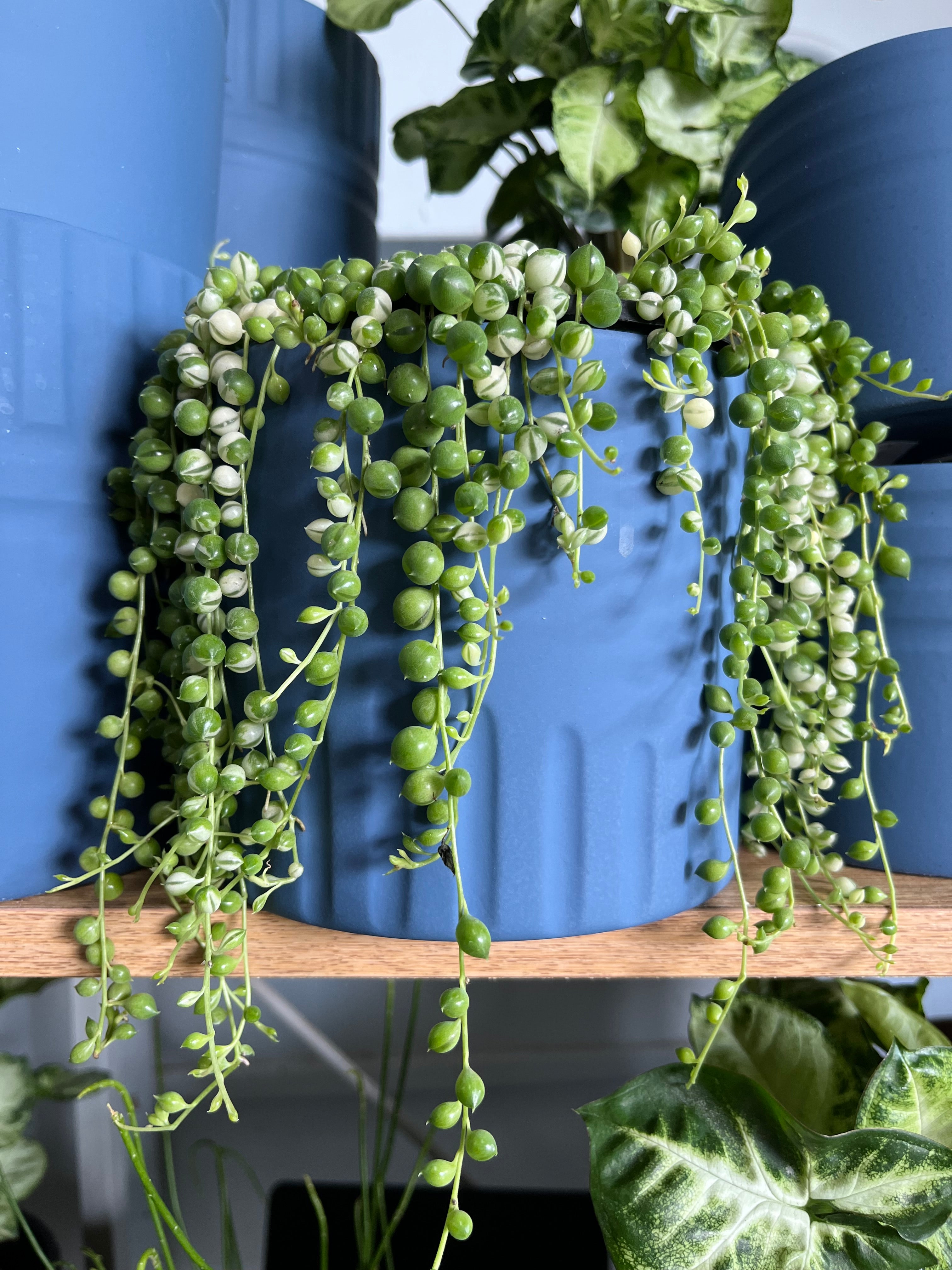 Senecio rowleyanus - String of Pearls