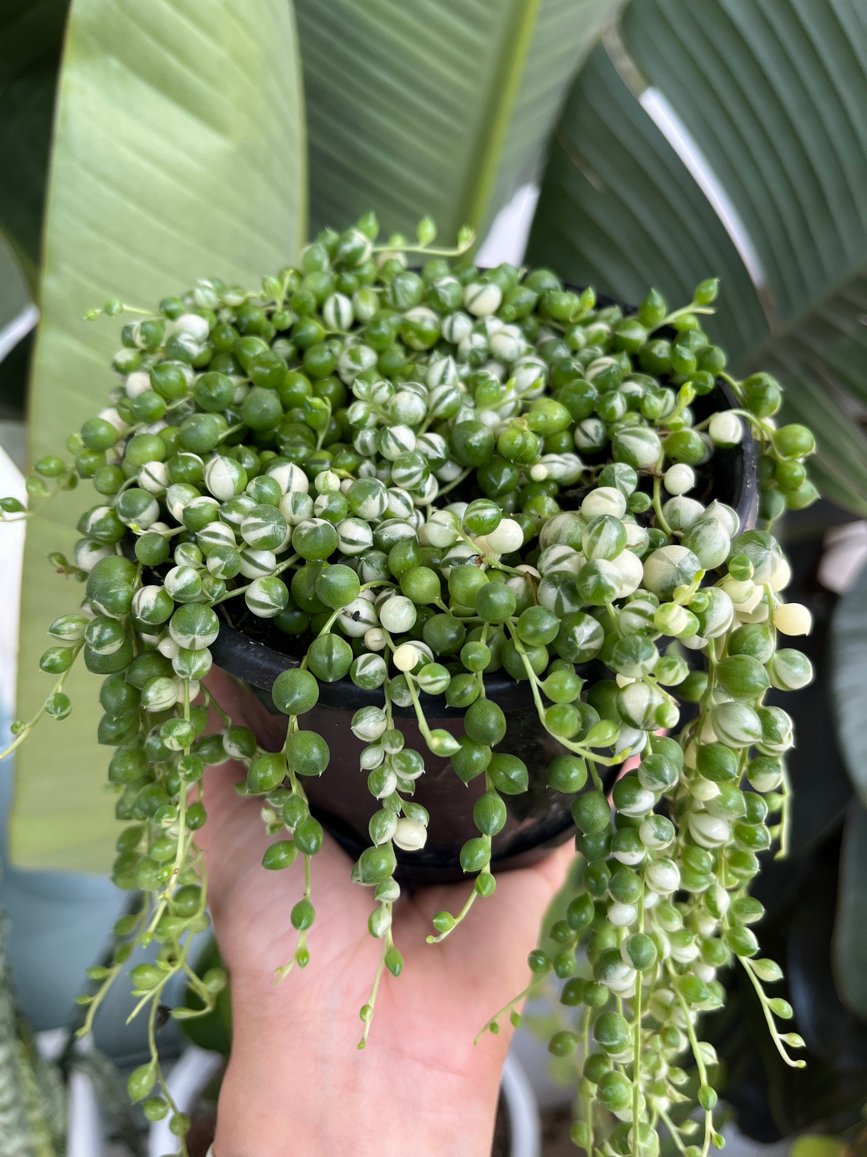 Senecio rowleyanus - String of Pearls