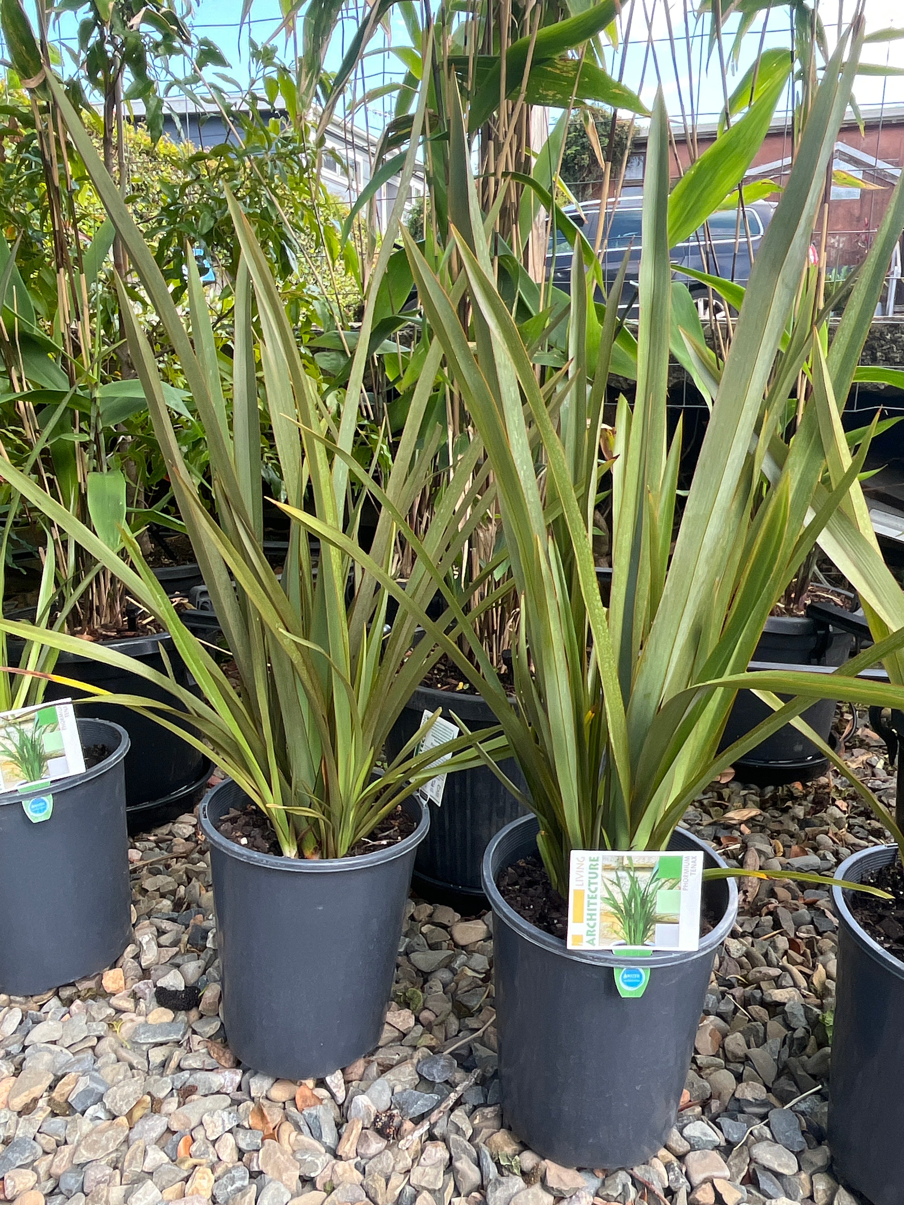 Phormium tenax - NZ Flax