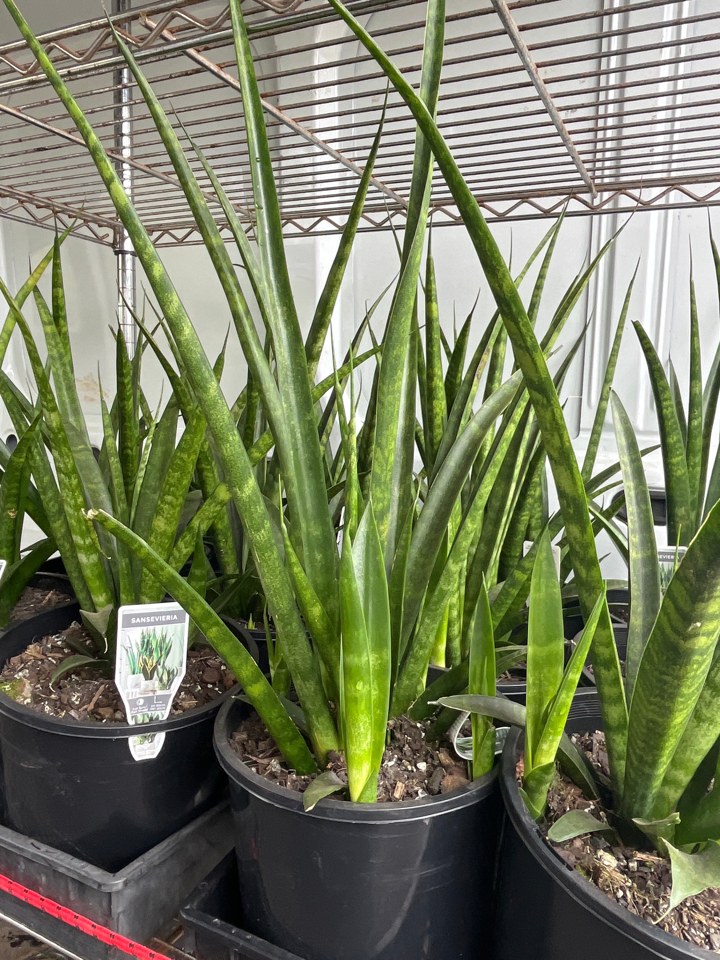 Sansevieria parva