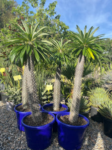 Pachypodium lamerei - Madagascar Palm