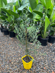 Olea ‘Bambalina’ - Dwarf Olive Tree