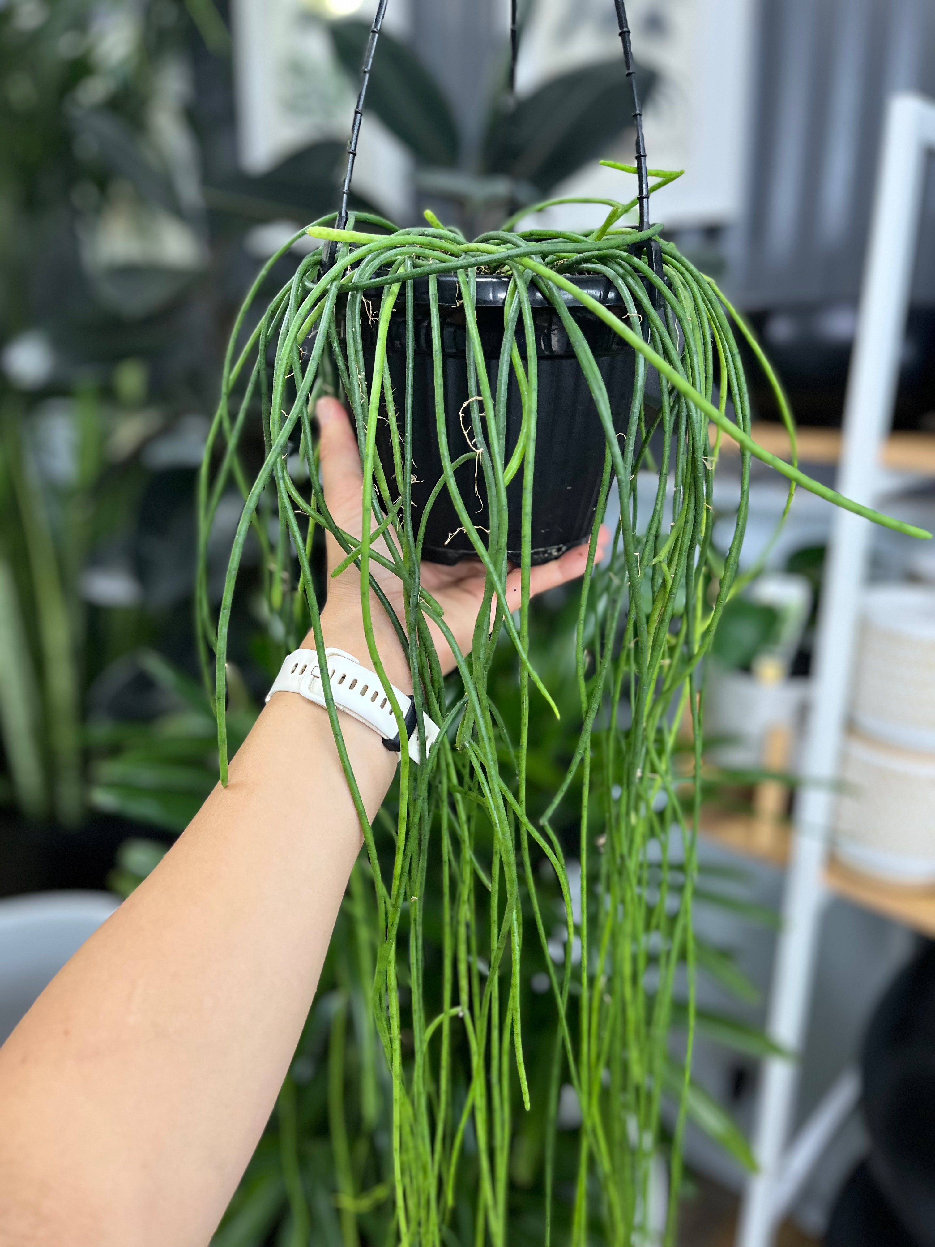 Rhipsalis puniceodiscus - Jungle Cactus