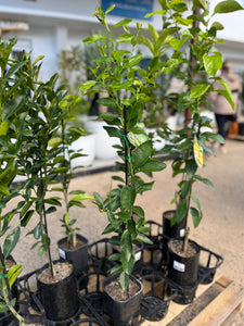 Citrus latifolia - Tahitian Lime