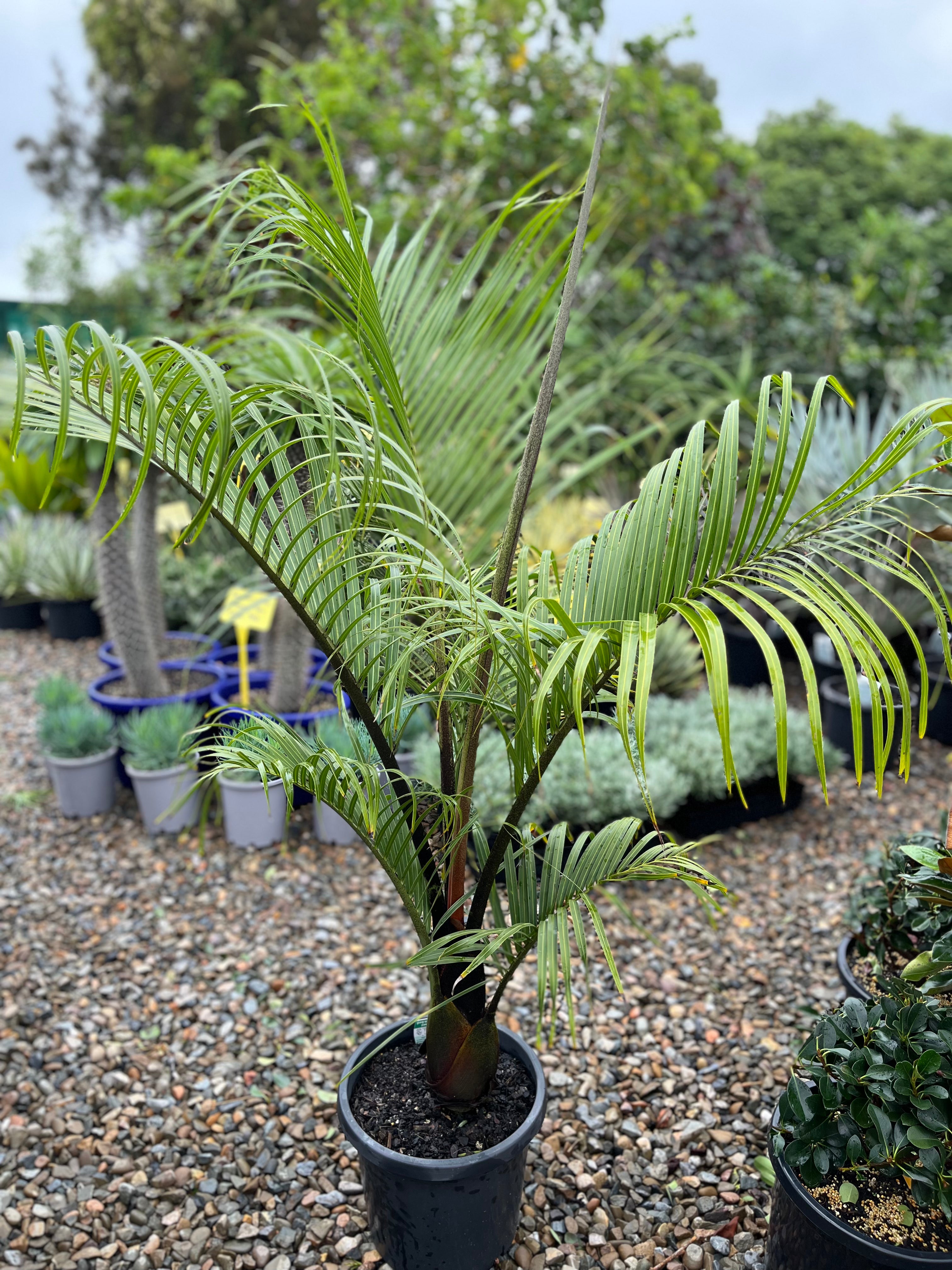 Neodypsis decaryi - Triangle Palm