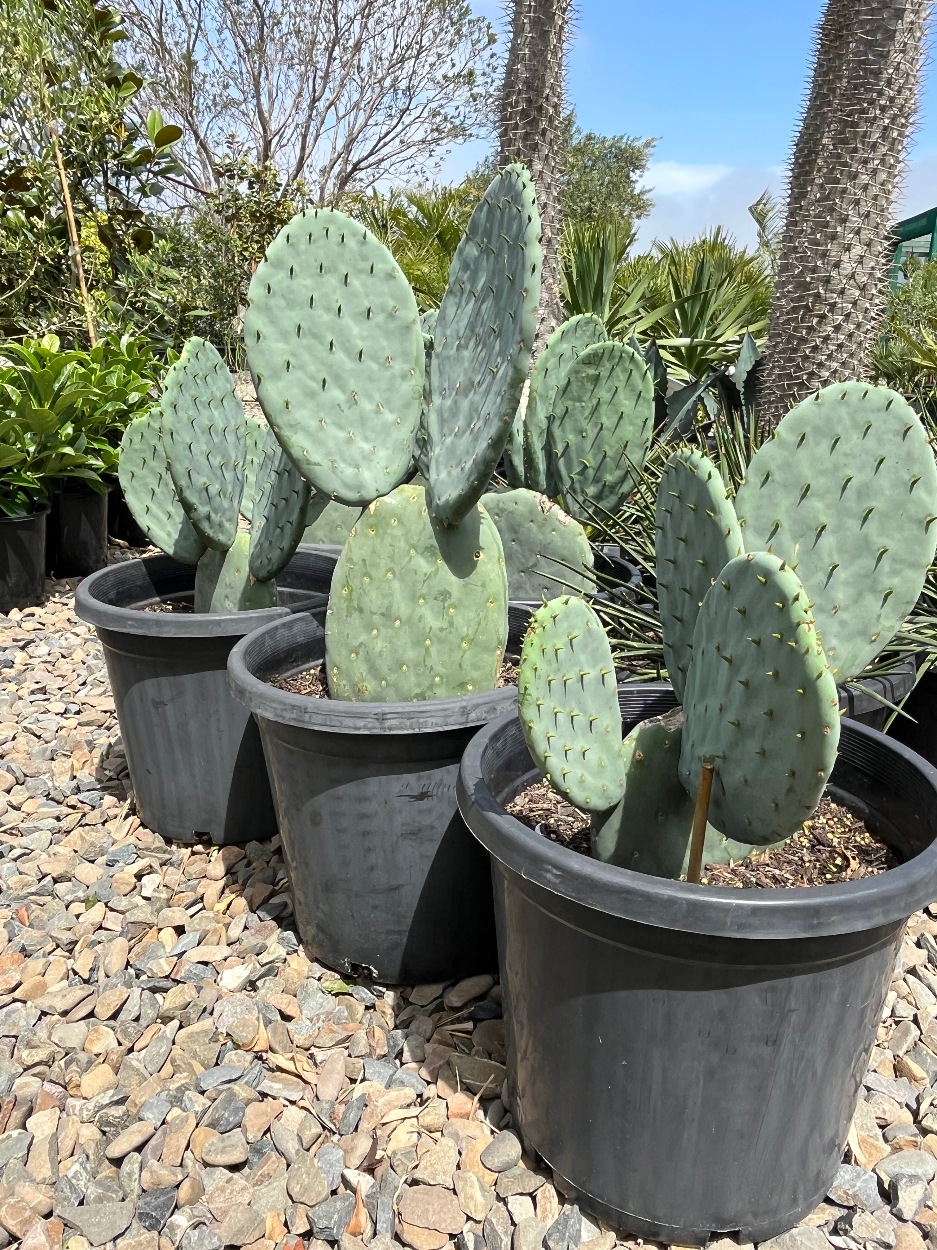Opuntia burbank - Spineless Prickly Pear