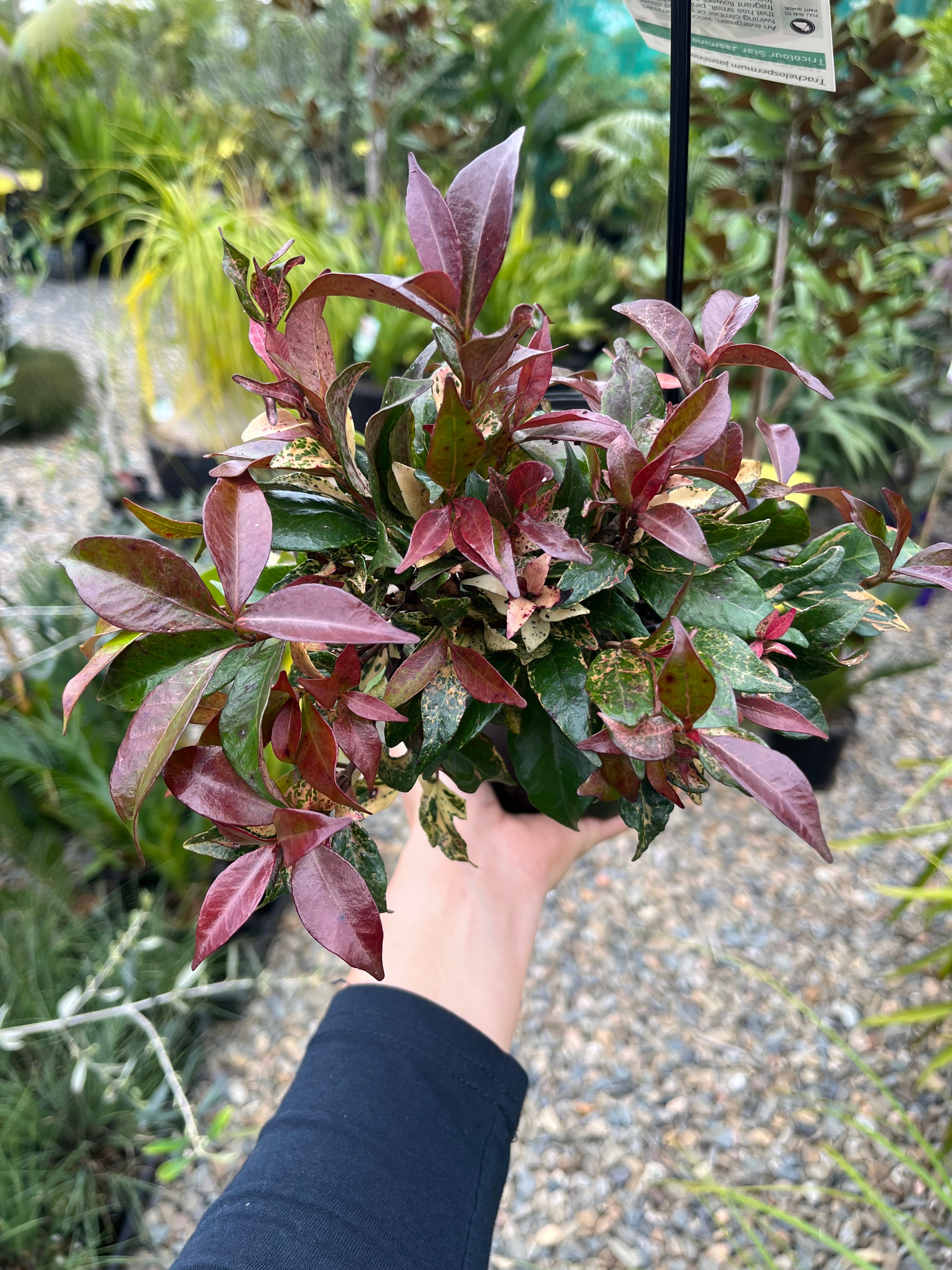 Trachelospermum jasminoides ‘Tricolour’ - Tri Colour Star Jasmine