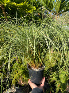 Carex ‘Frosted Curls’