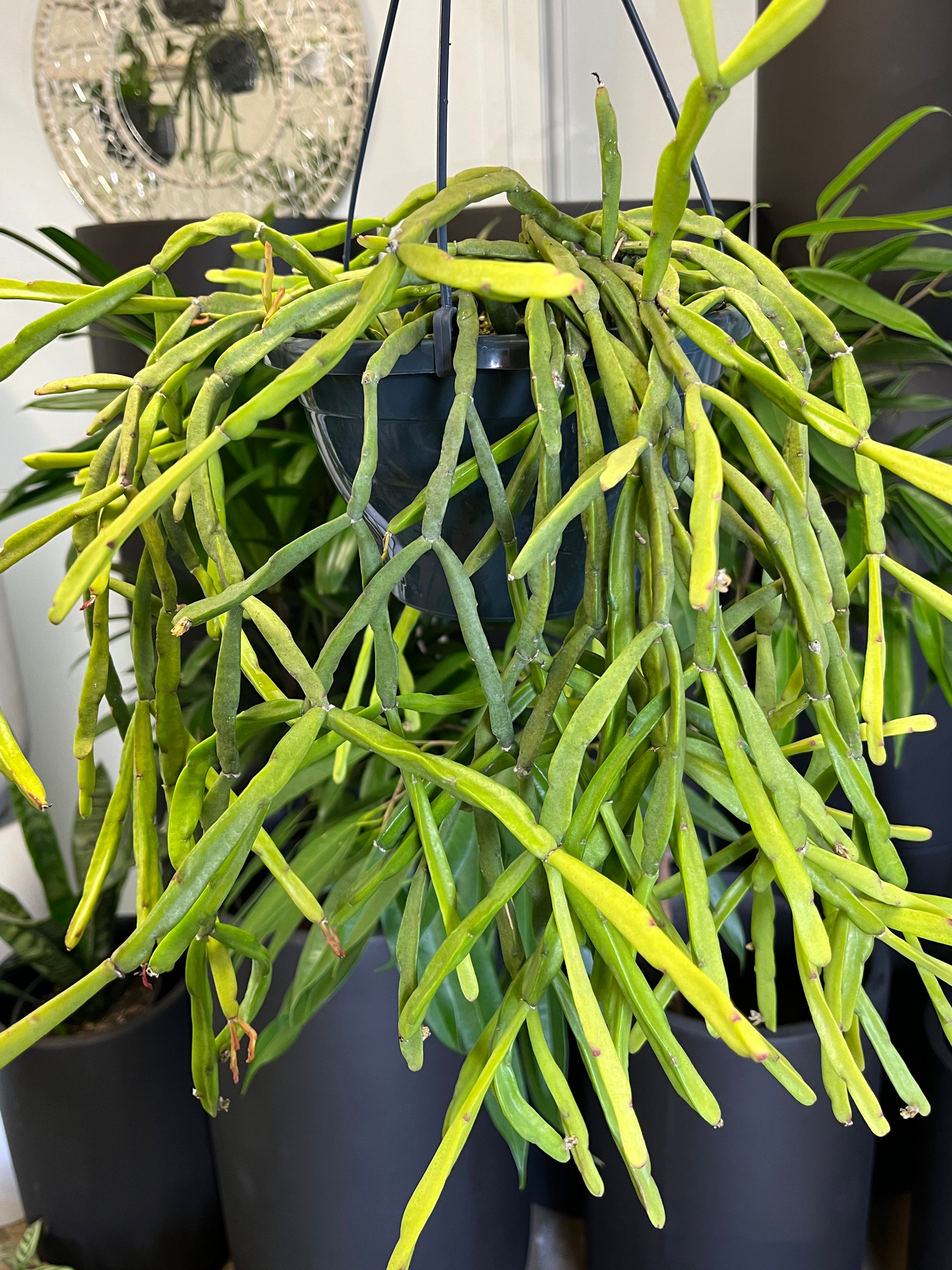 Rhipsalis trigona - Mistletoe Cactus