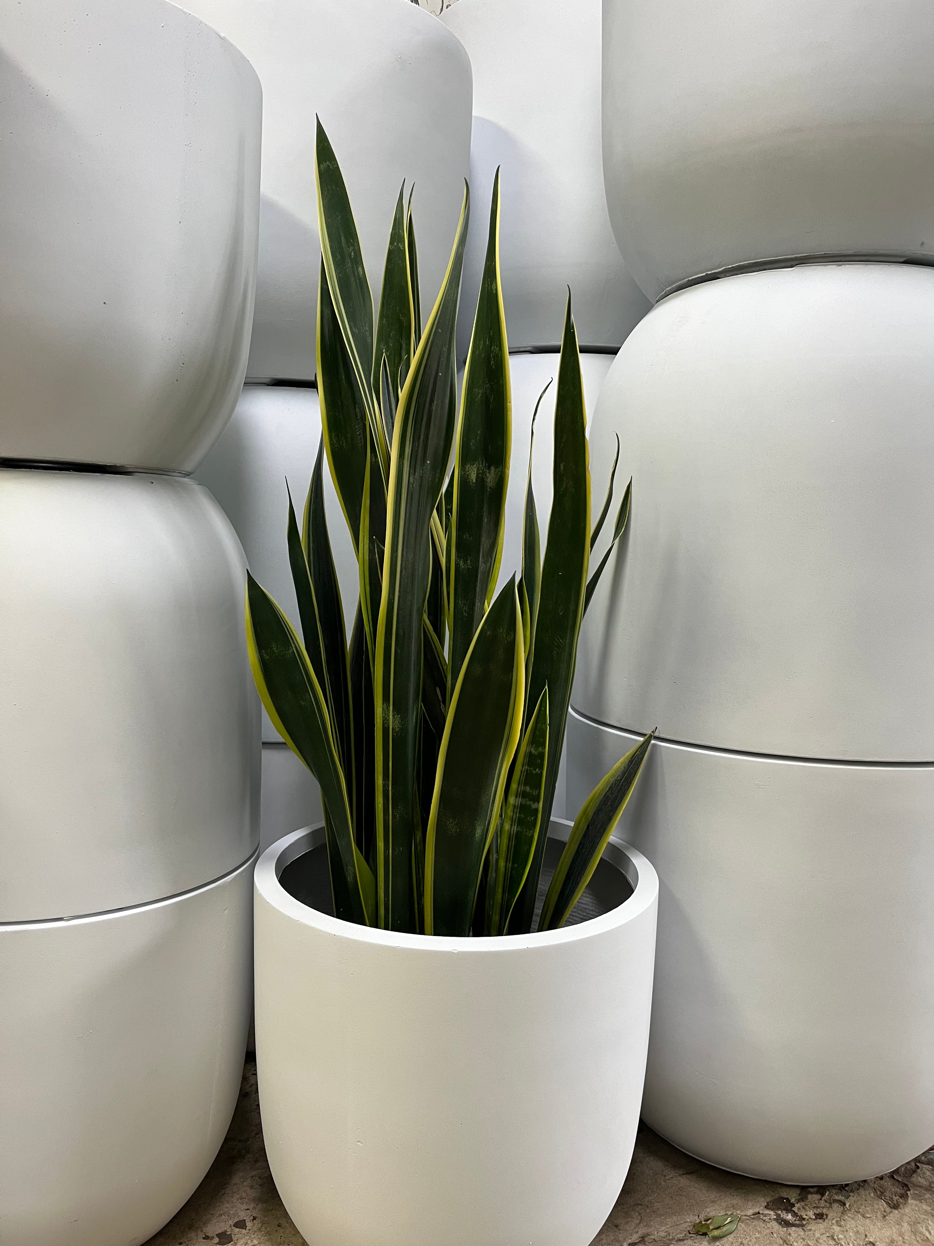 Sansevieria trifasciata ‘Black Gold’