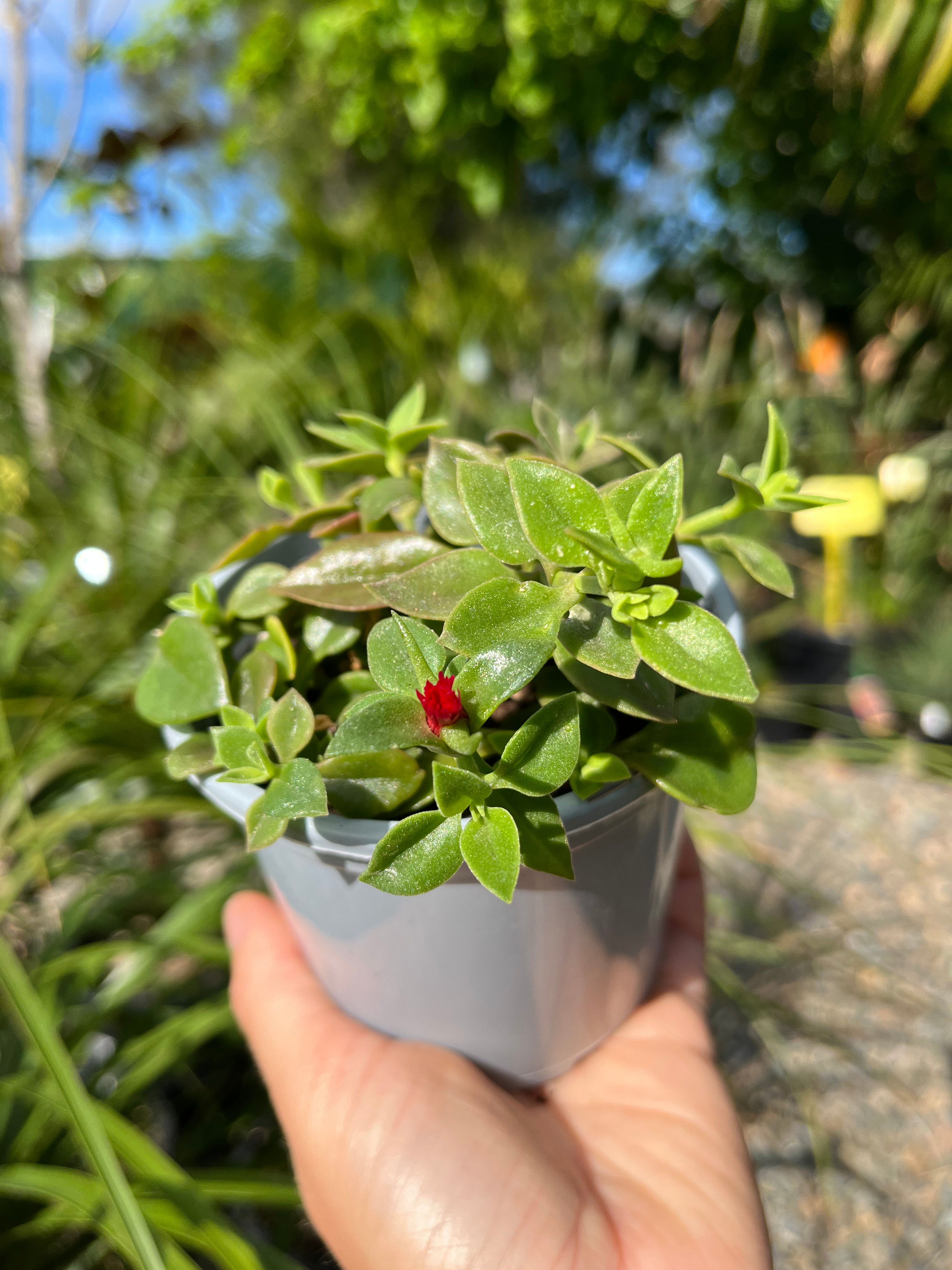Aptenia cordifolia - Baby Sun Rose