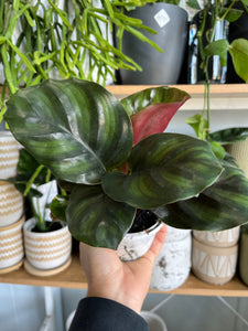 Calathea fasciata - Prayer Plant