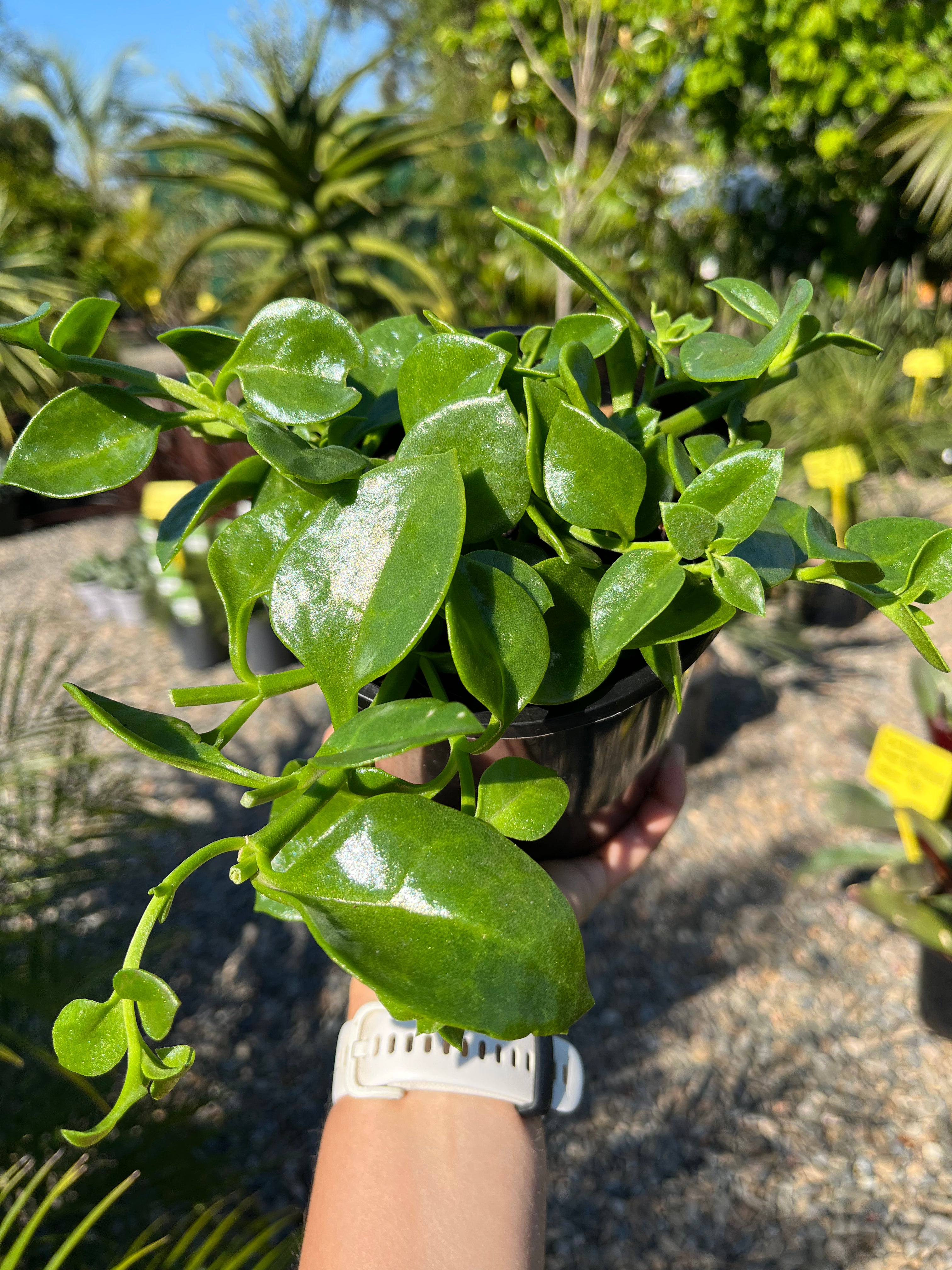 Aptenia cordifolia - Baby Sun Rose