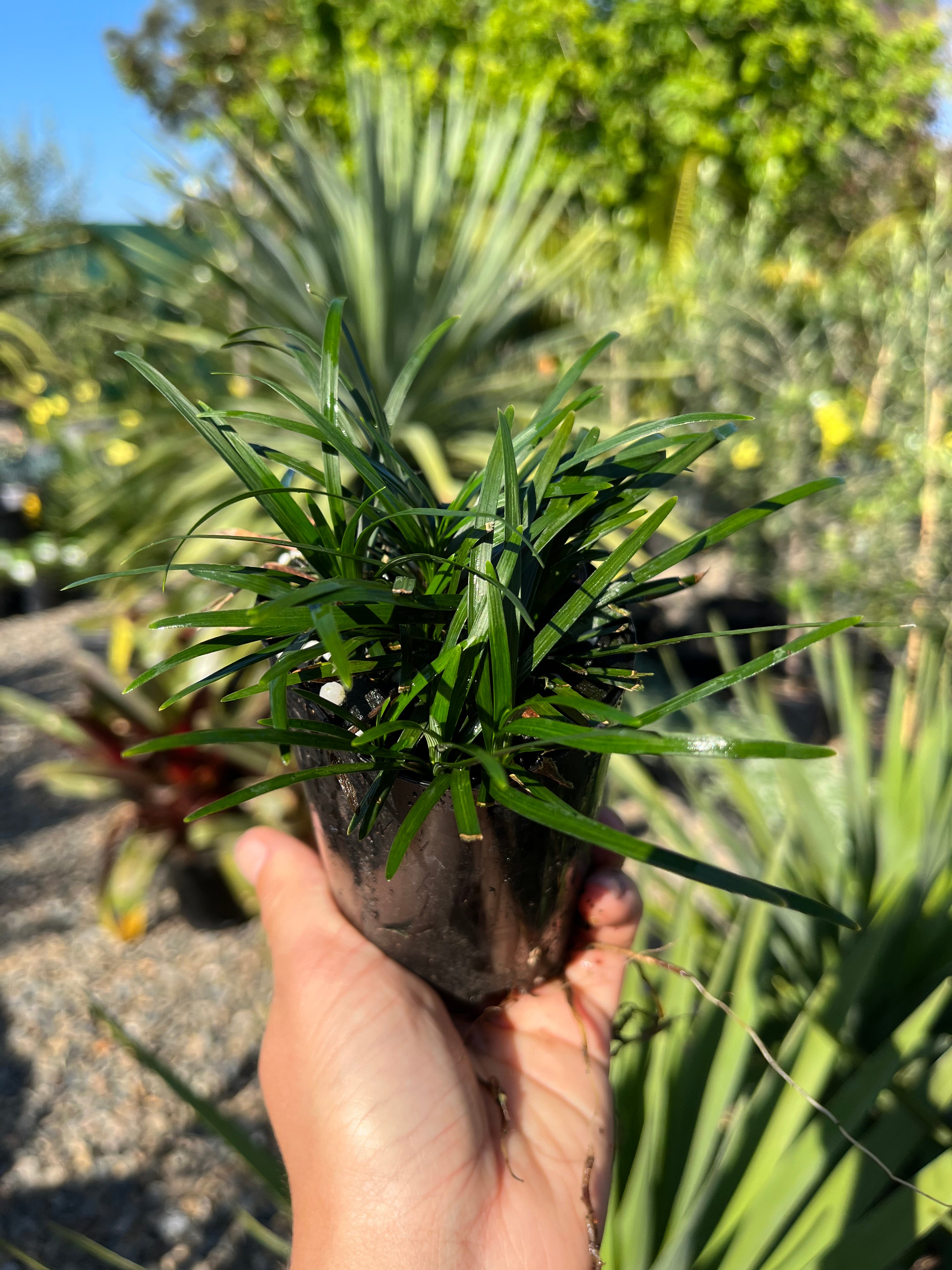 Ophiopogon japonica ‘Nana’ - Dwarf Mondo Grass