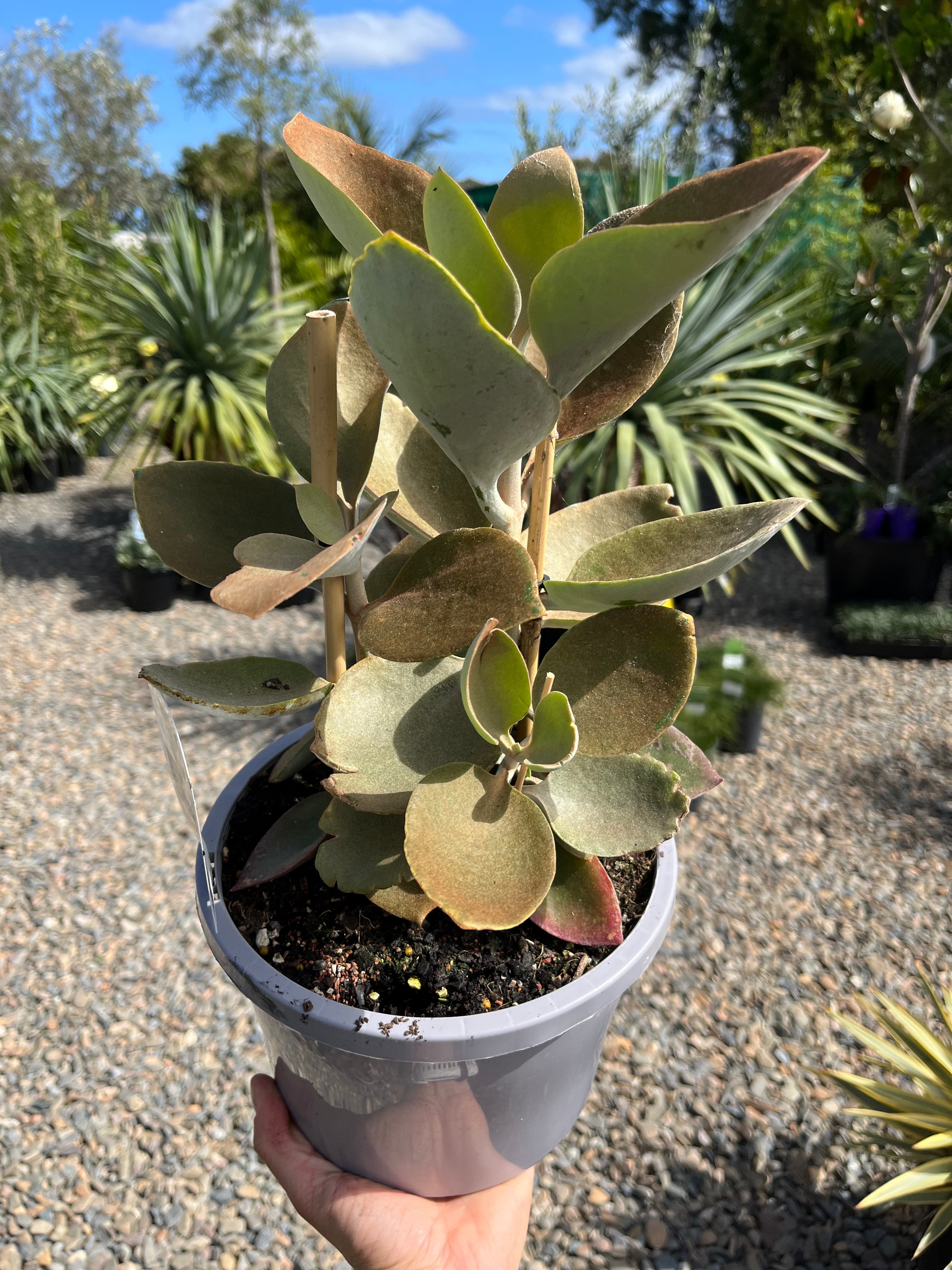copper spoon succulent Kalanchoe orgyalis