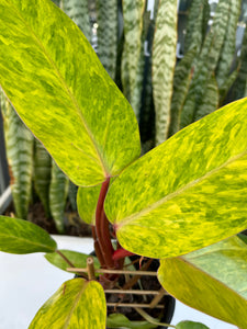 Philodendron ‘Painted Lady’