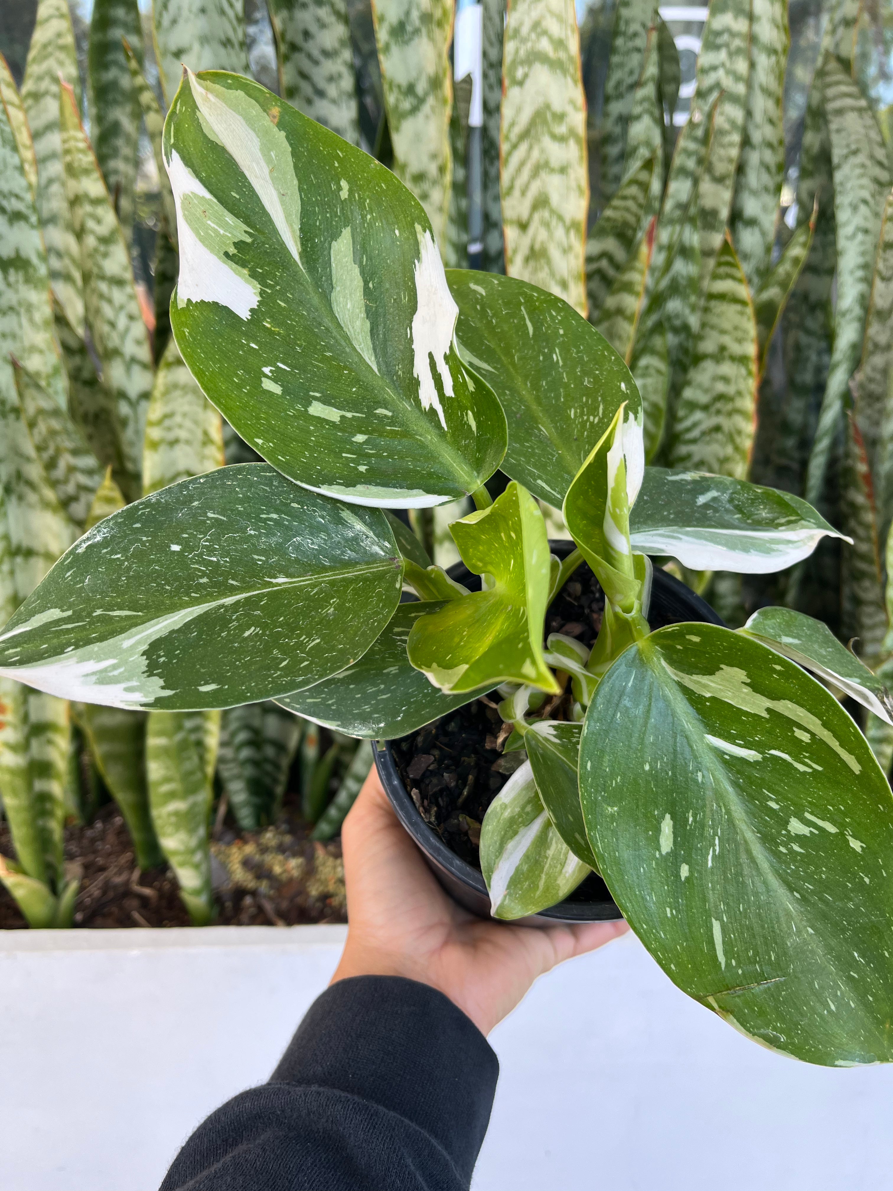 Philodendron ‘White Knight’