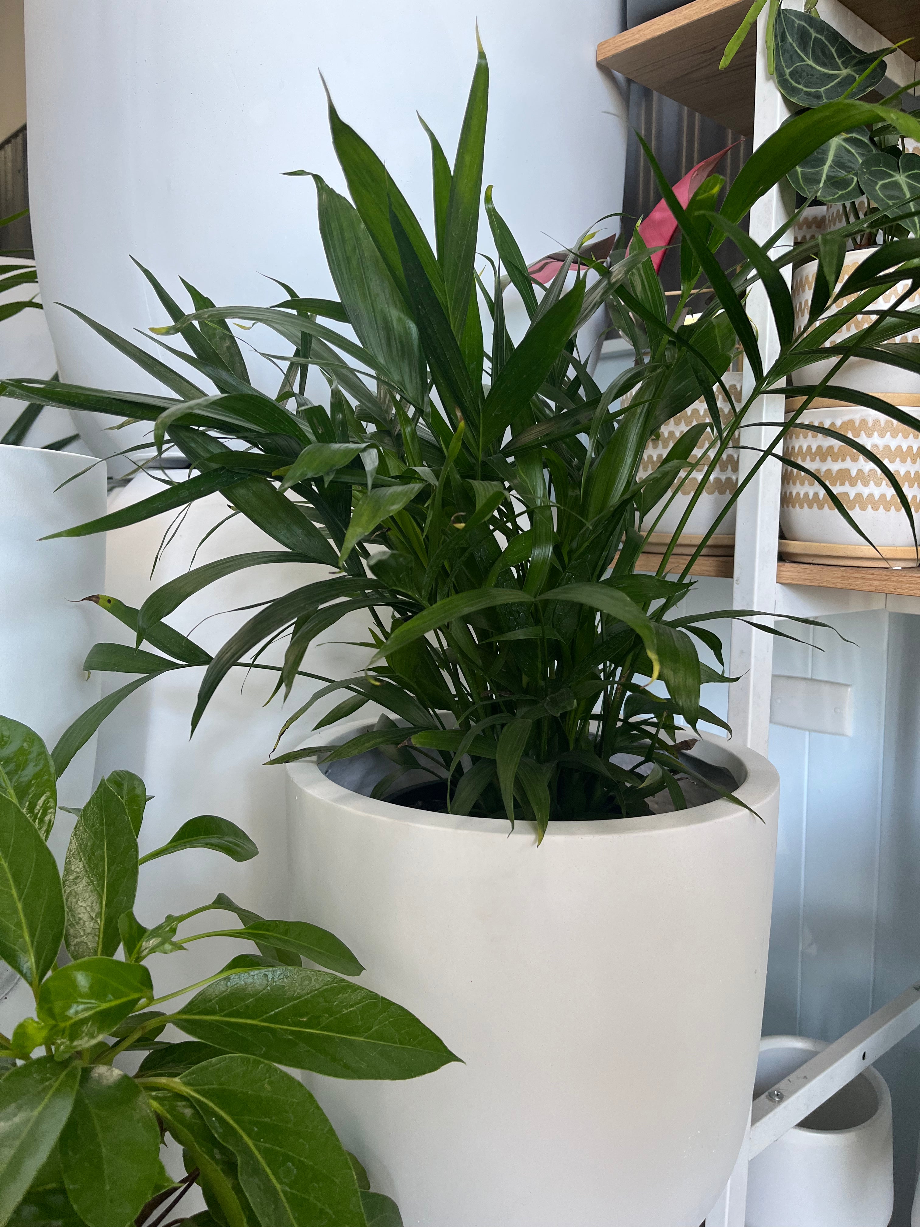 Chamaedorea atrovirens - Cascade Palm