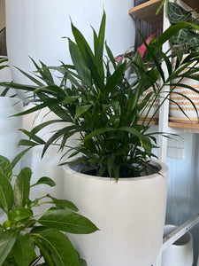Chamaedorea atrovirens - Cascade Palm