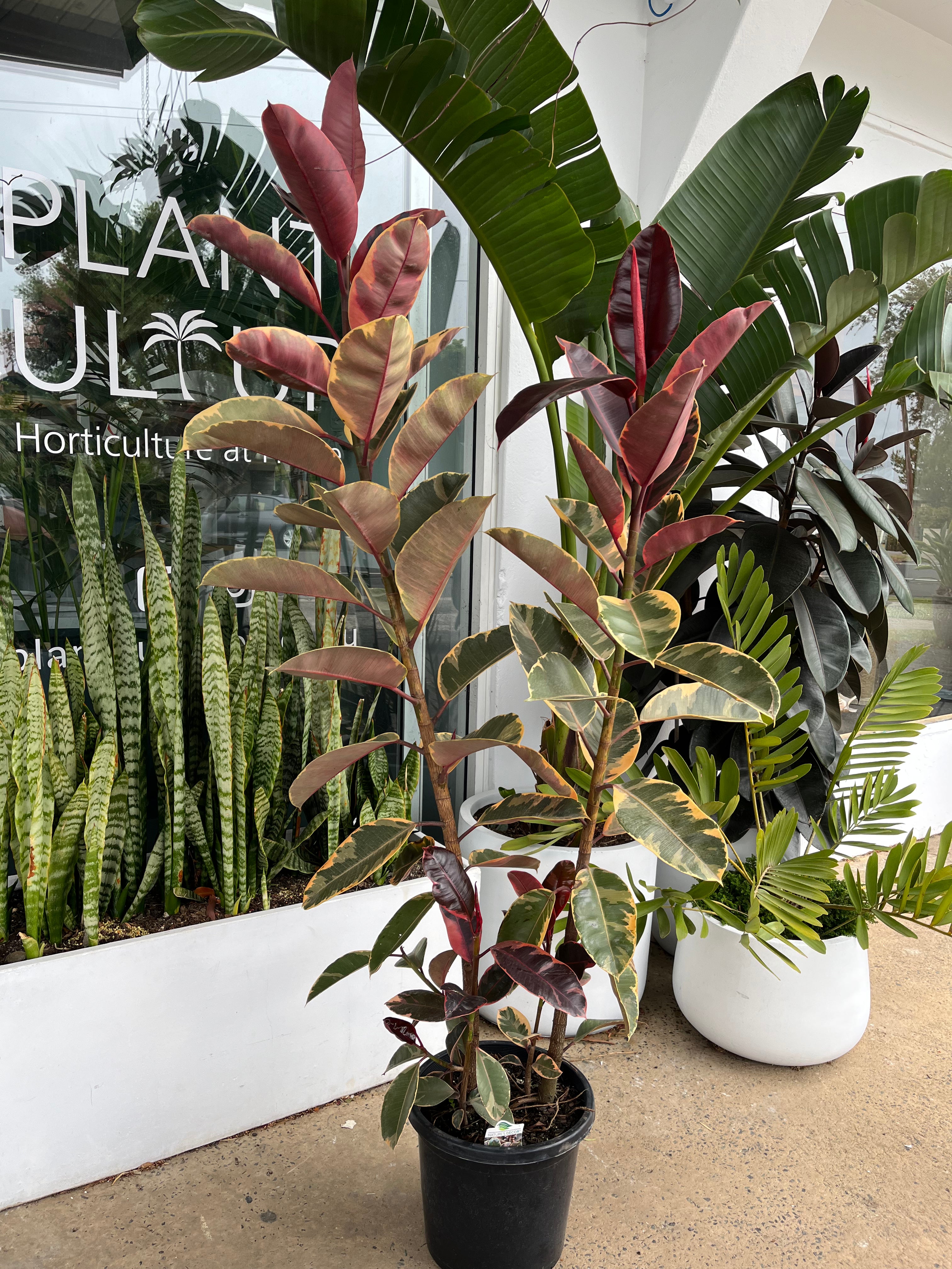 Ficus elastica ‘Ruby’ - Ruby Rubber Plant