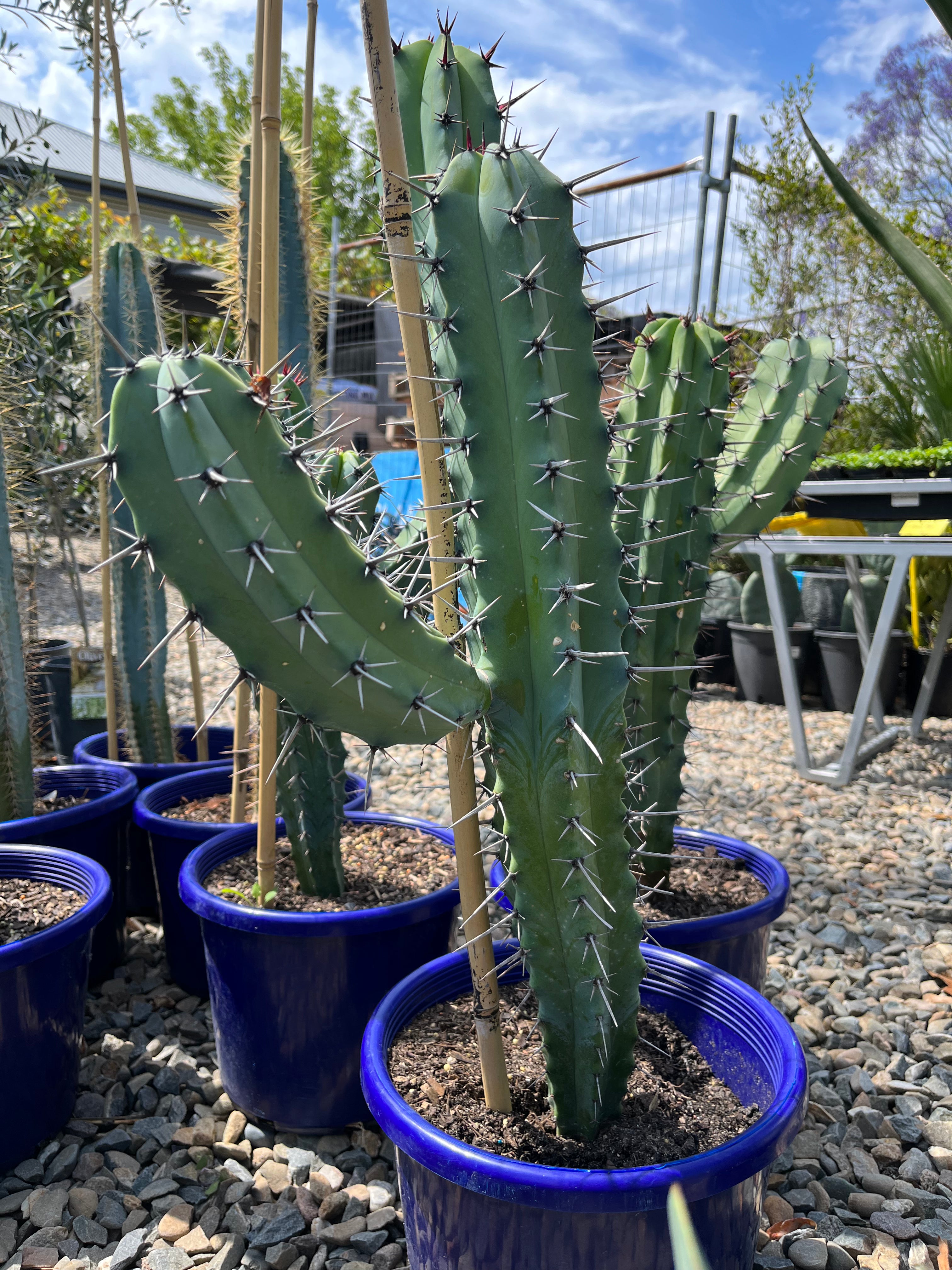 Myrillocactus cochal - Candelabra Cactus