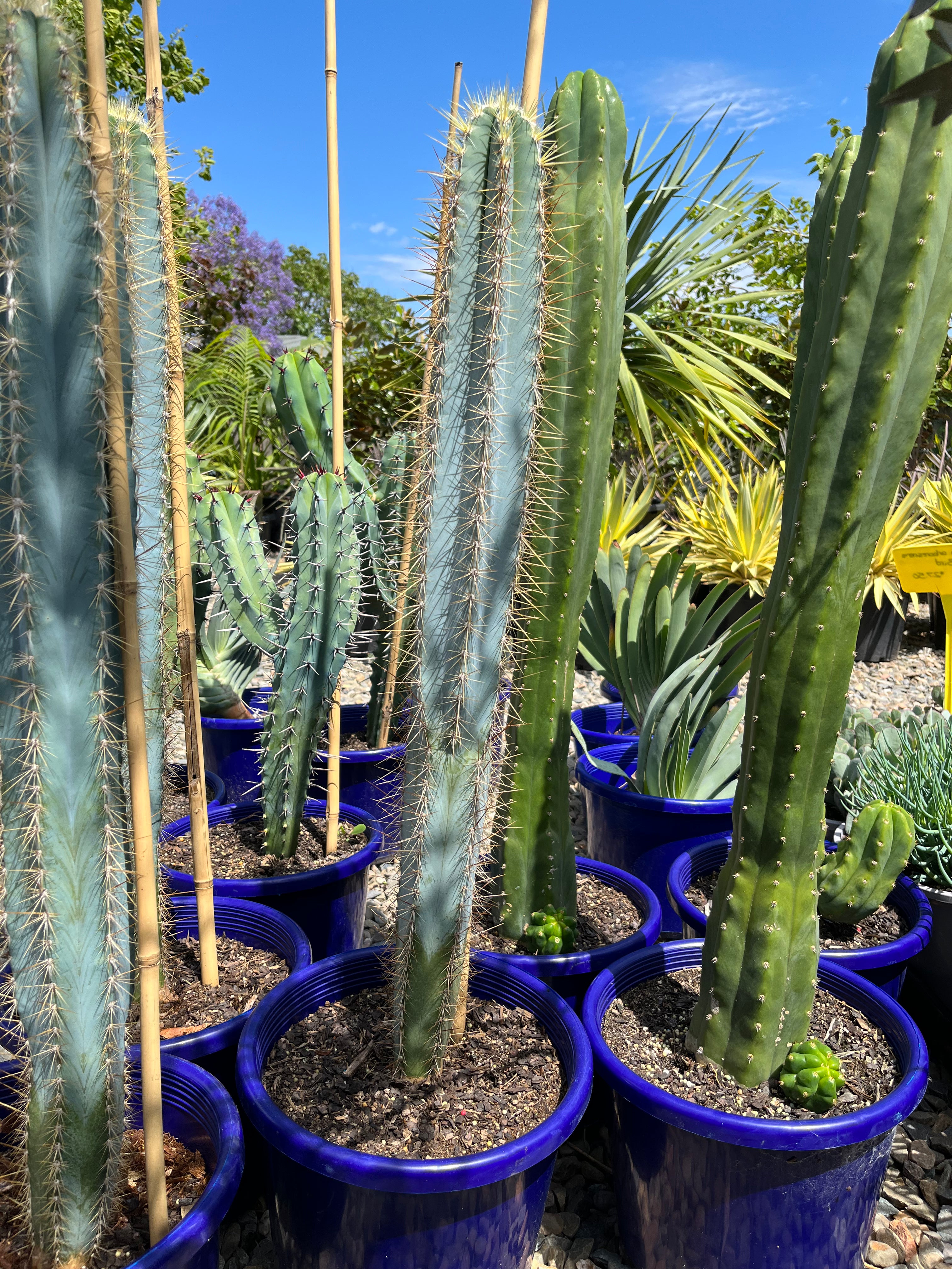 Pilocereus azureus - Blue Torch Cactus