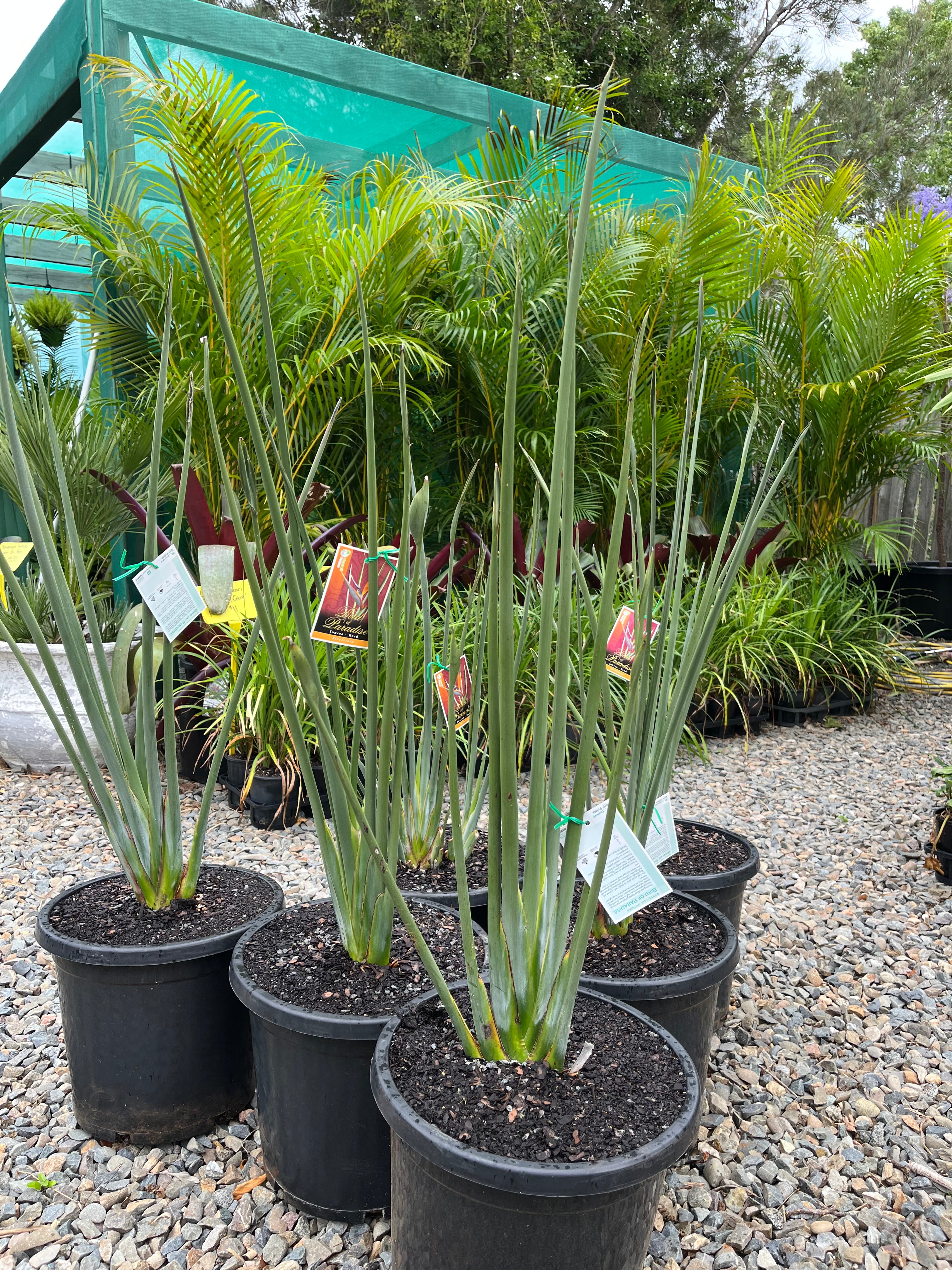 Strelitzia juncea Narrow Leaved Bird of Paradise