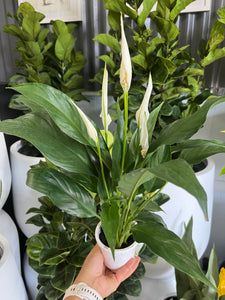 Spathiphyllum - Peace Lily