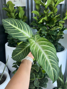 Caladium lindenii - Angel Wing