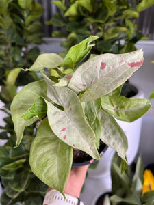 Syngonium podophyllum ‘Confetti’ - Arrowhead Plant