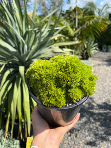 Scleranthus uniflorus - Cushion Grass