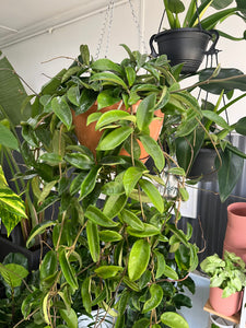 Hoya carnosa - Wax Plant