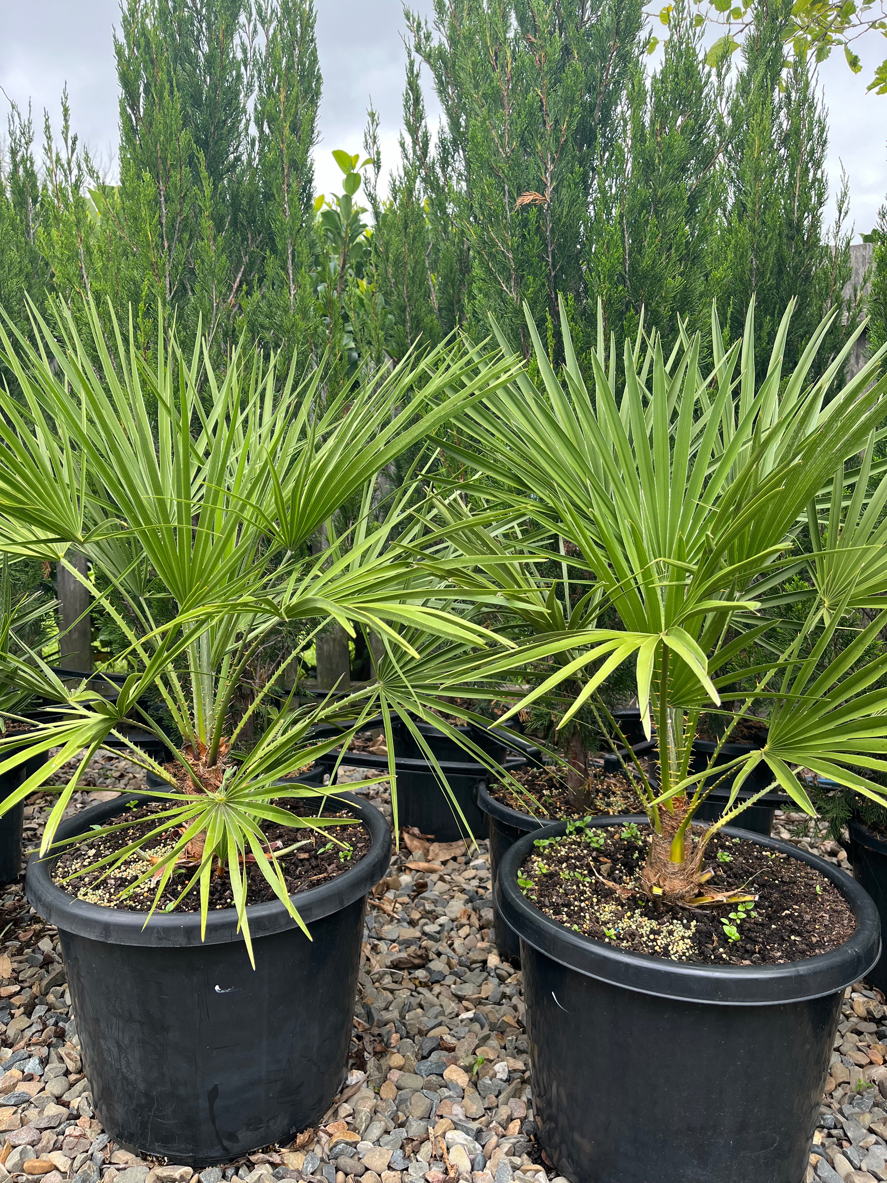 Chamaerops humilis - European Fan Palm