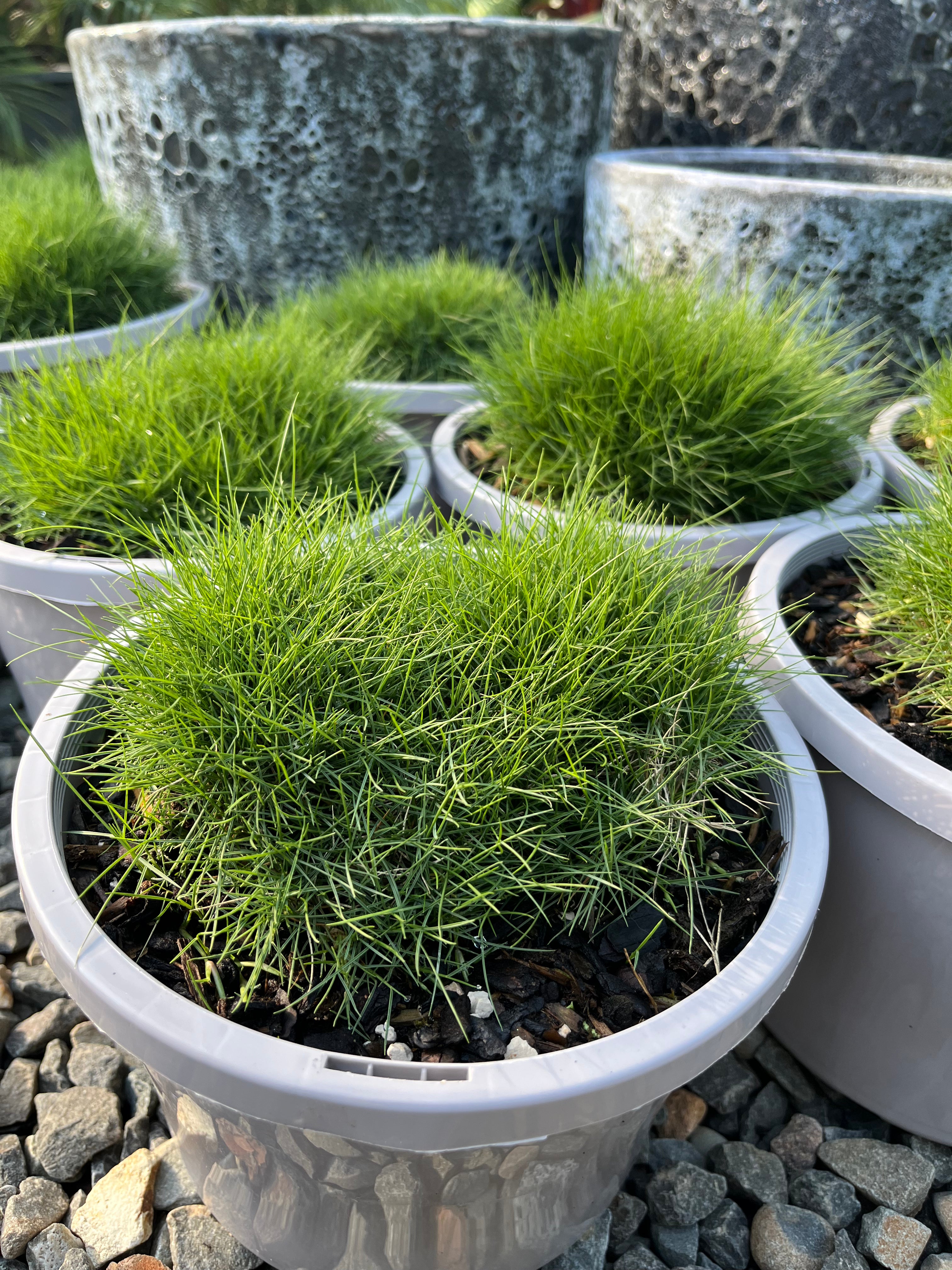 Zoysia tenuifolia - Japanese Velvet Grass