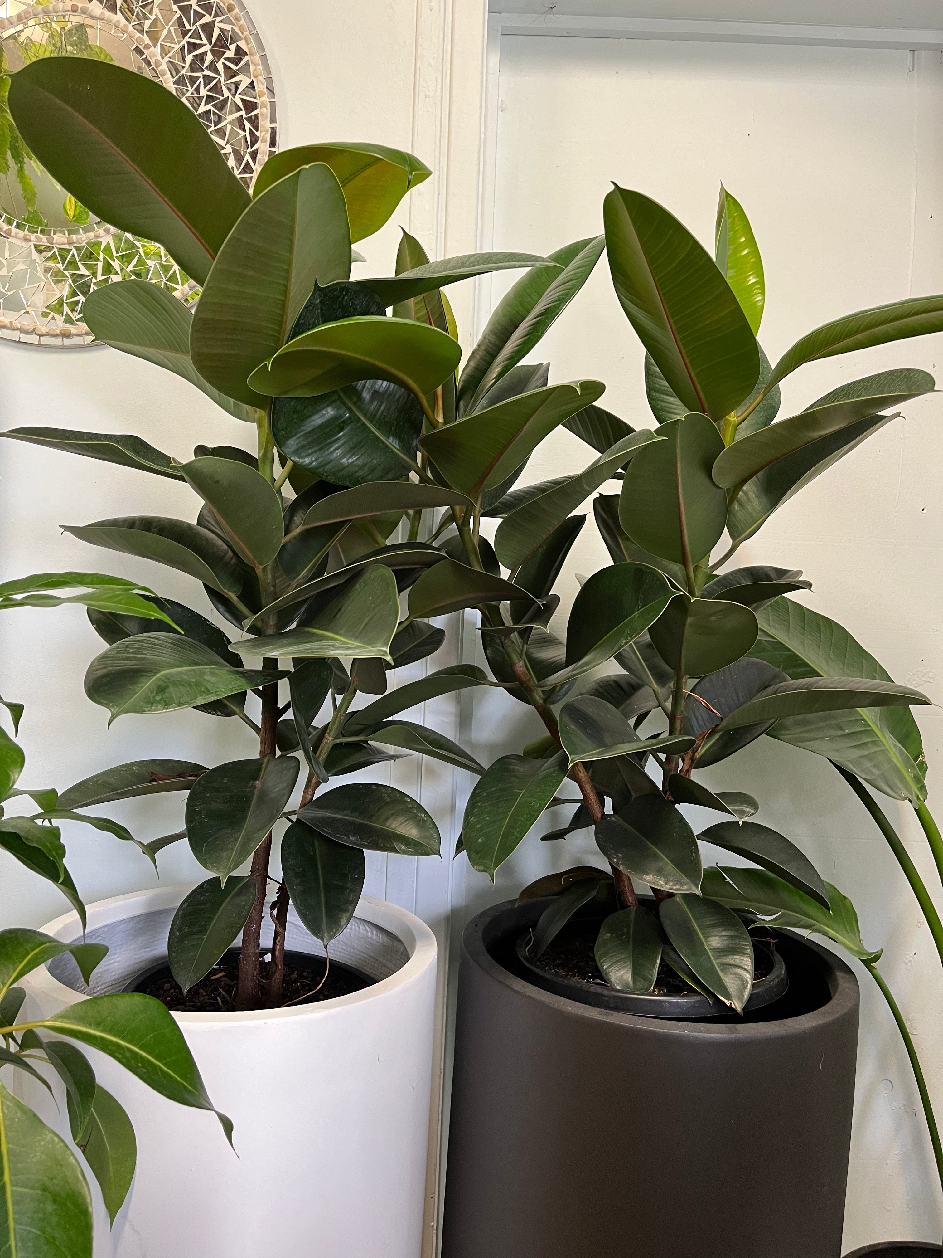 Ficus elastica ‘Robusta’ - Indian Rubber Tree