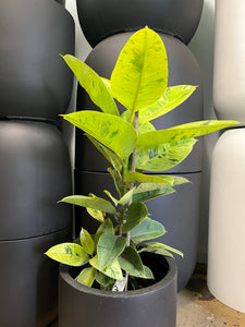 Ficus elastica ‘Shivereana’ - Rubber Plant