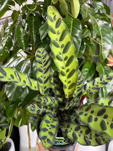 Calathea insignis - Rattlesnake Plant