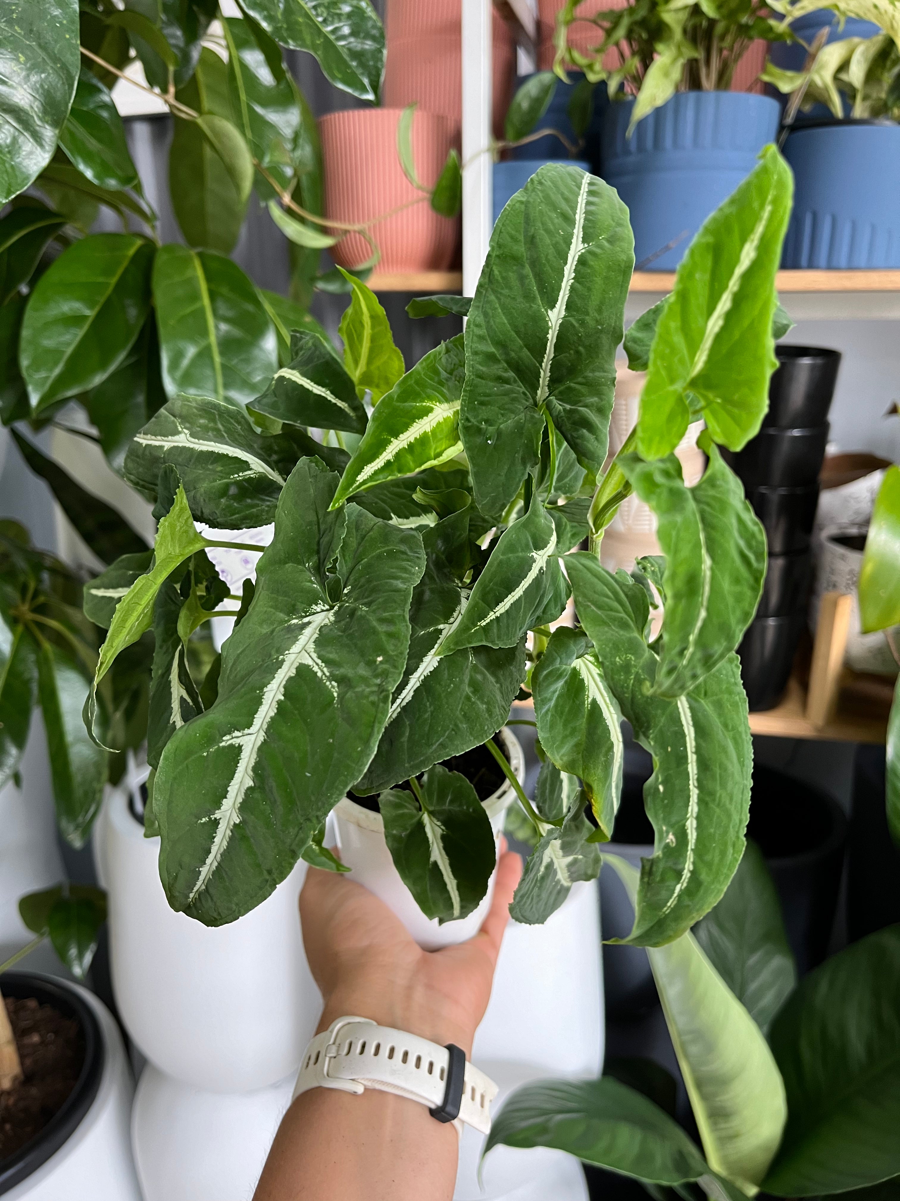 Syngonium wendlandii - Green Velvet