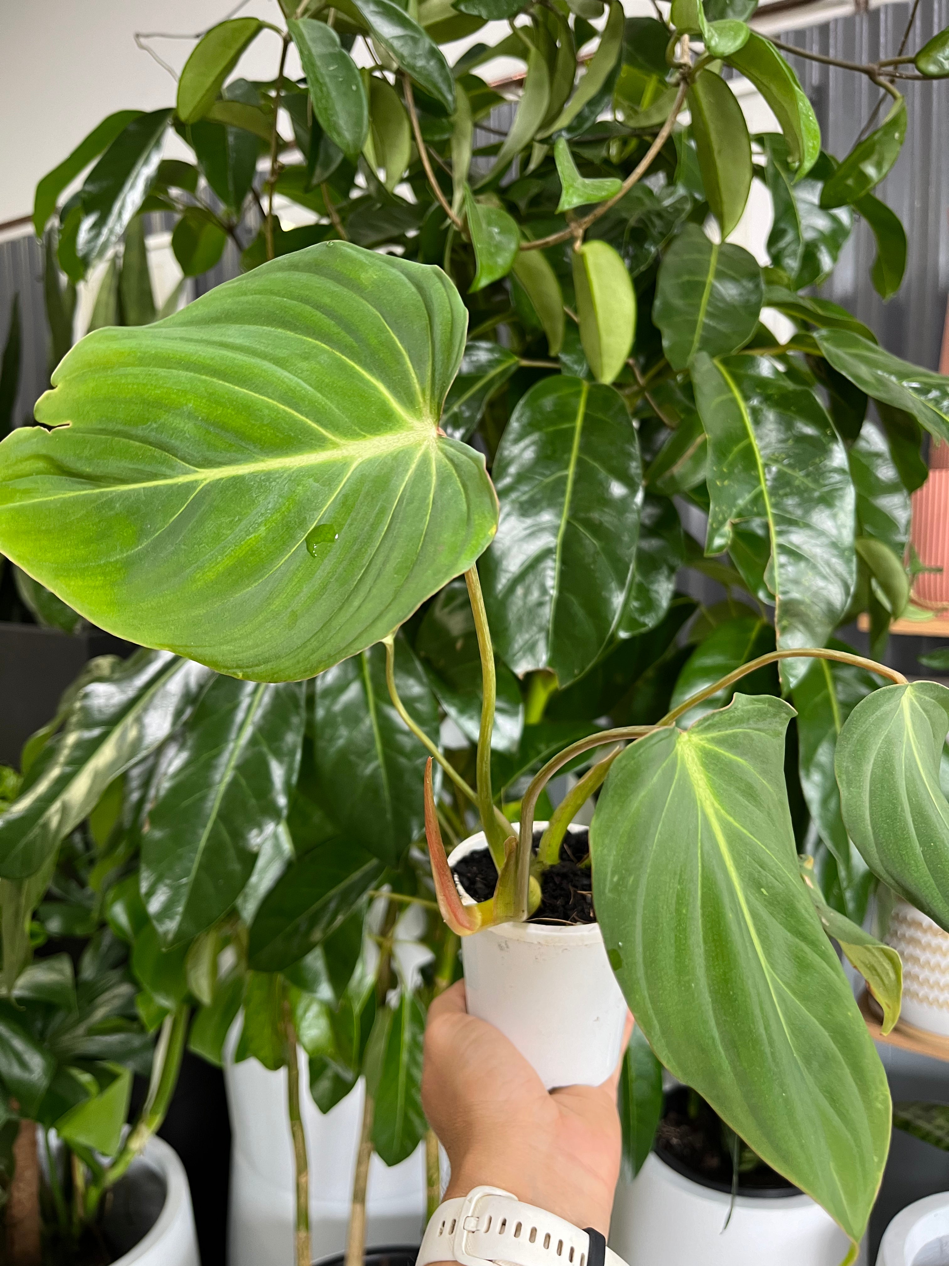 Philodendron gloriosum - Velvet Goddess