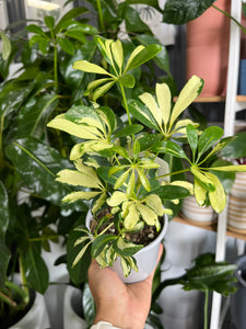 Schefflera arboricola ‘Variegata’ - Variegated Umbrella Tree